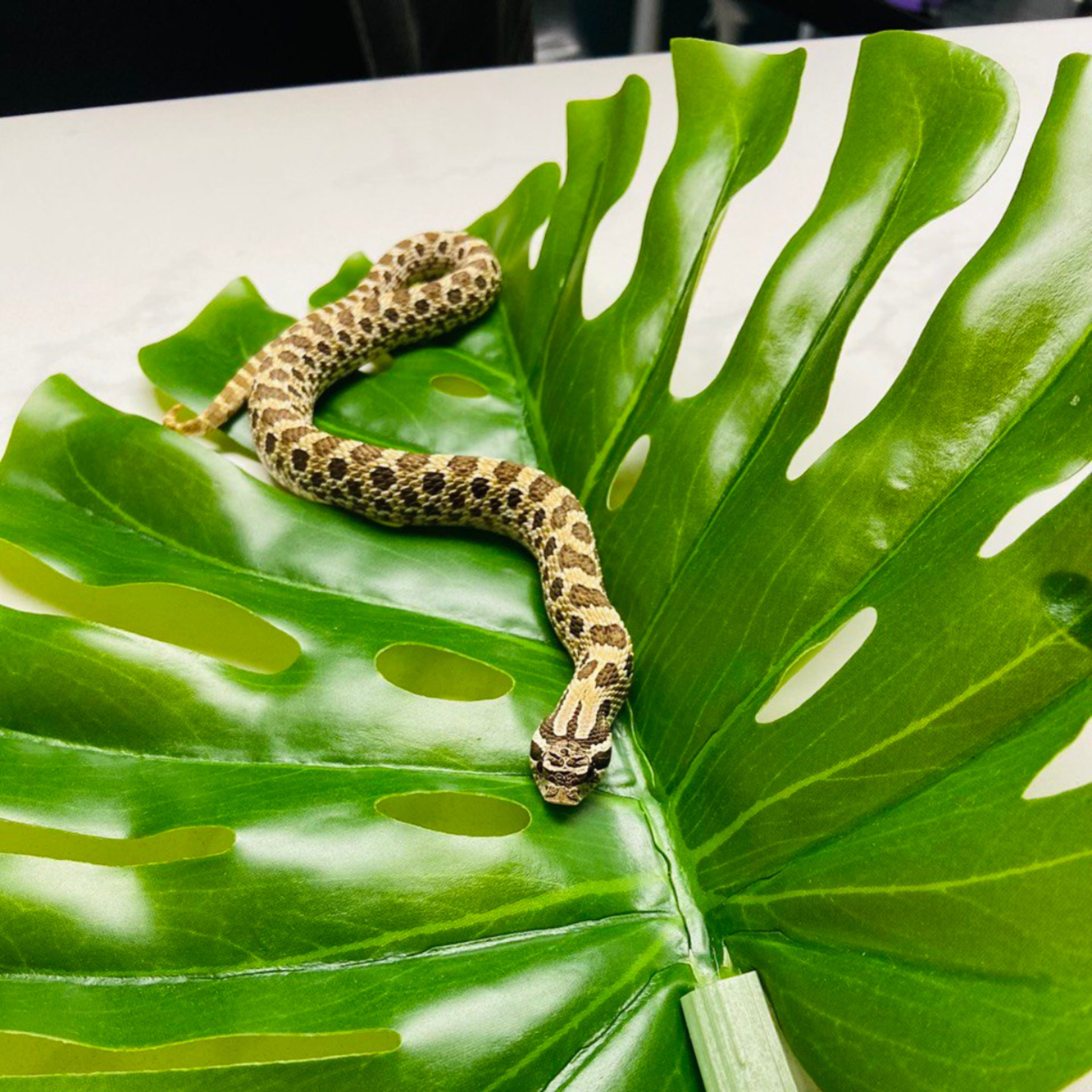 Baby Male Normal Het Lavender Hognose