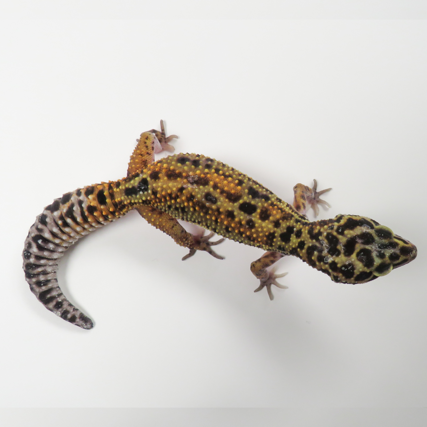 Baby Female Inferno Cross Tangerine Leopard Gecko - 2 Sisters