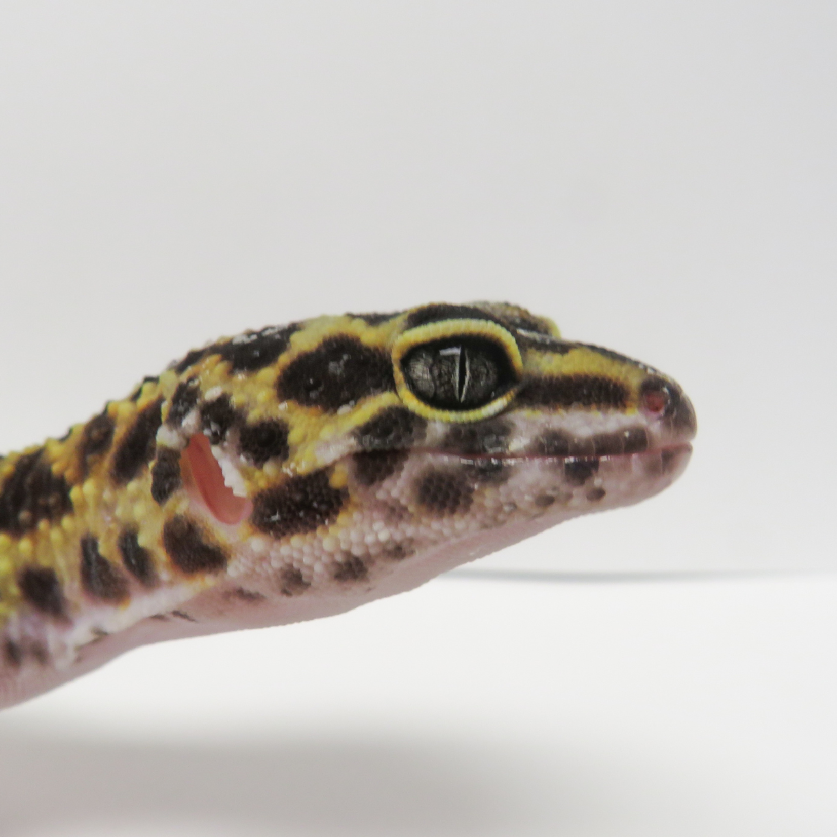 Baby Female Inferno Cross Tangerine Leopard Gecko - 2 Sisters