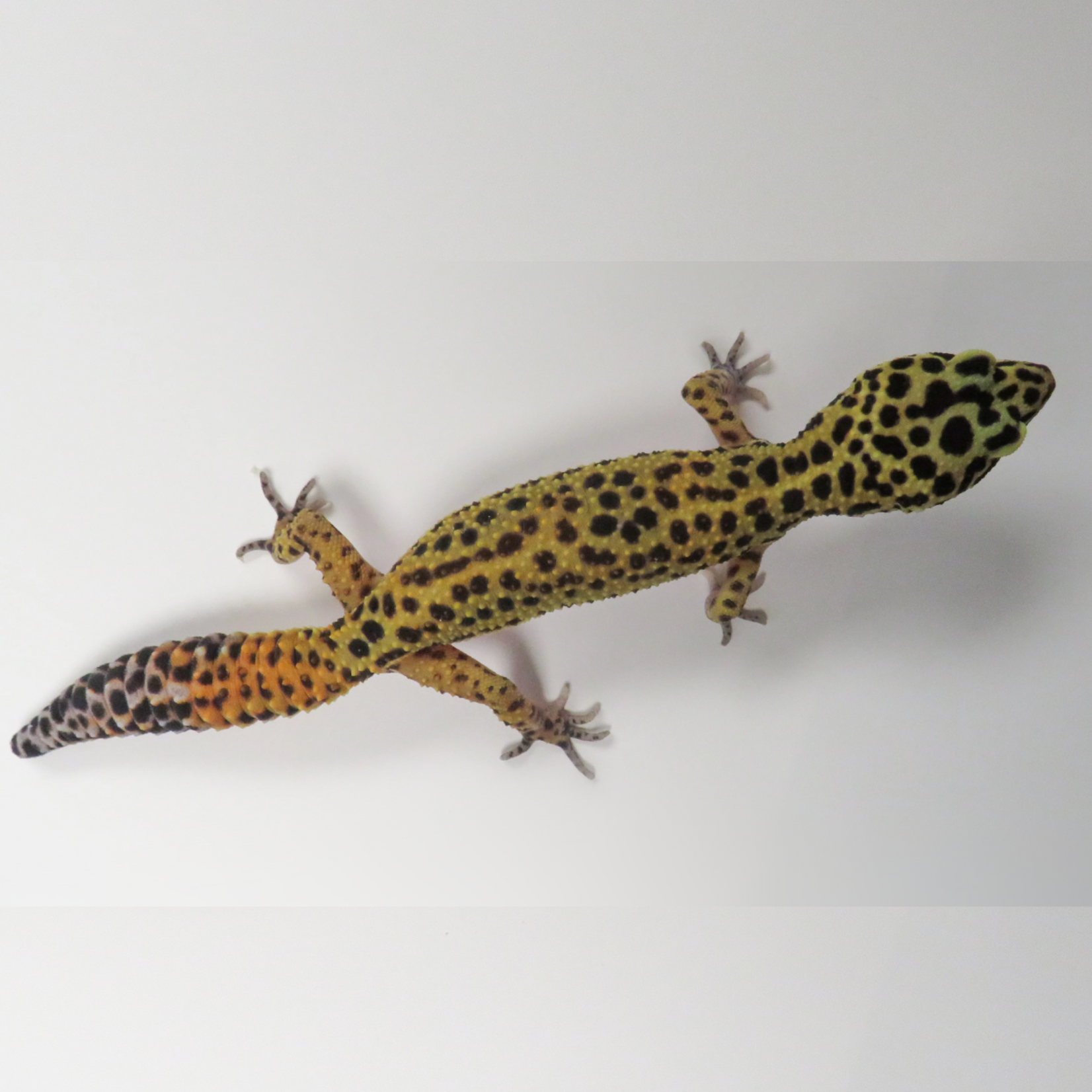 Baby Female Inferno Cross Tangerine Leopard Gecko - 2 Sisters