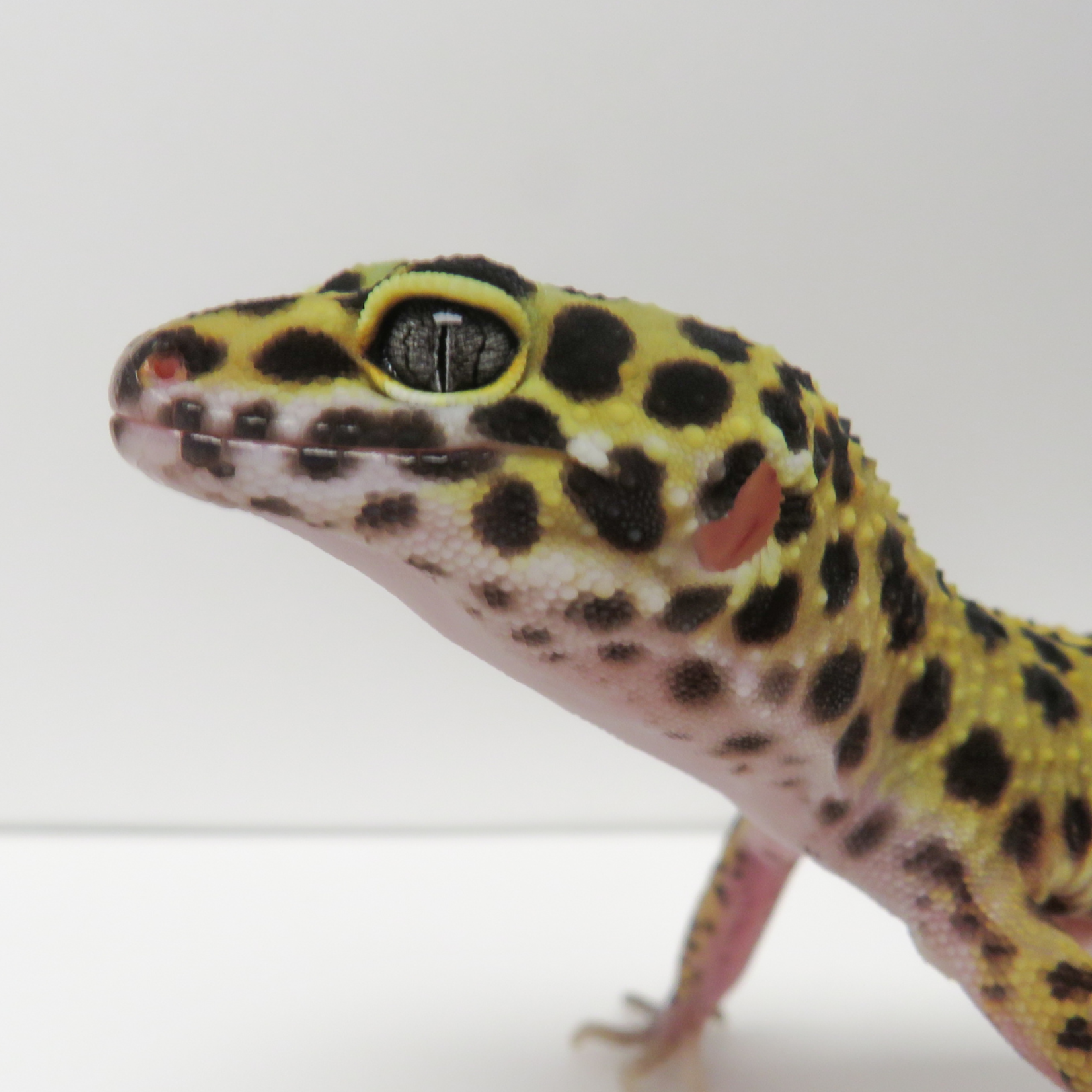 Baby Female Inferno Cross Tangerine Leopard Gecko - 2 Sisters