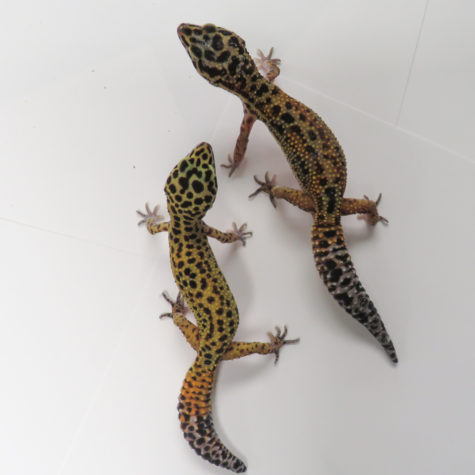 Baby Female Inferno Cross Tangerine Leopard Gecko - 2 Sisters