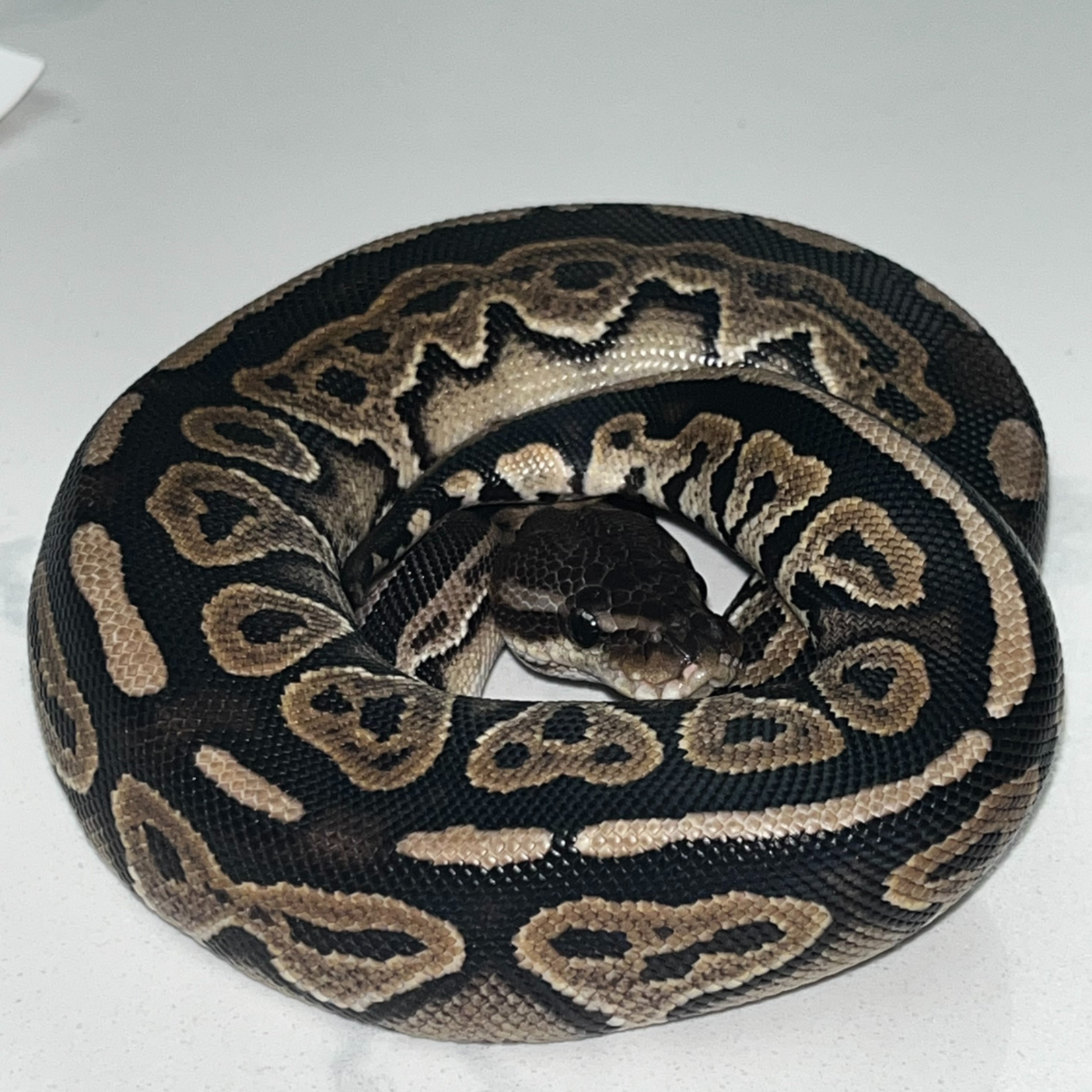 Baby Female Cinnamon Ball Python