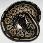 Baby Female Cinnamon Ball Python