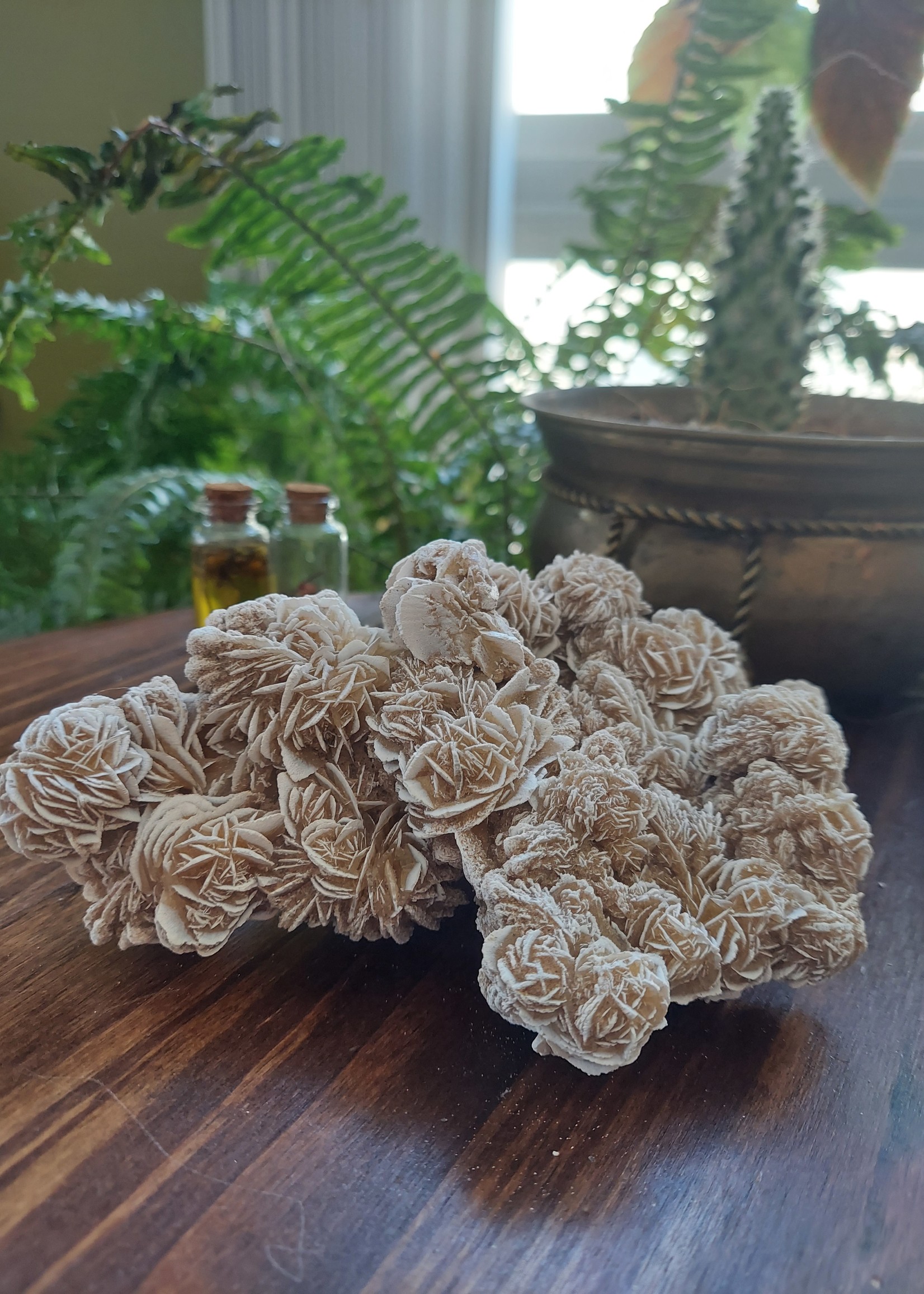 Desert Rose Cluster