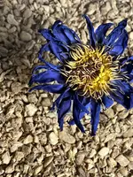 Elsewhere Whole Blue Lotus Flower 1.5oz