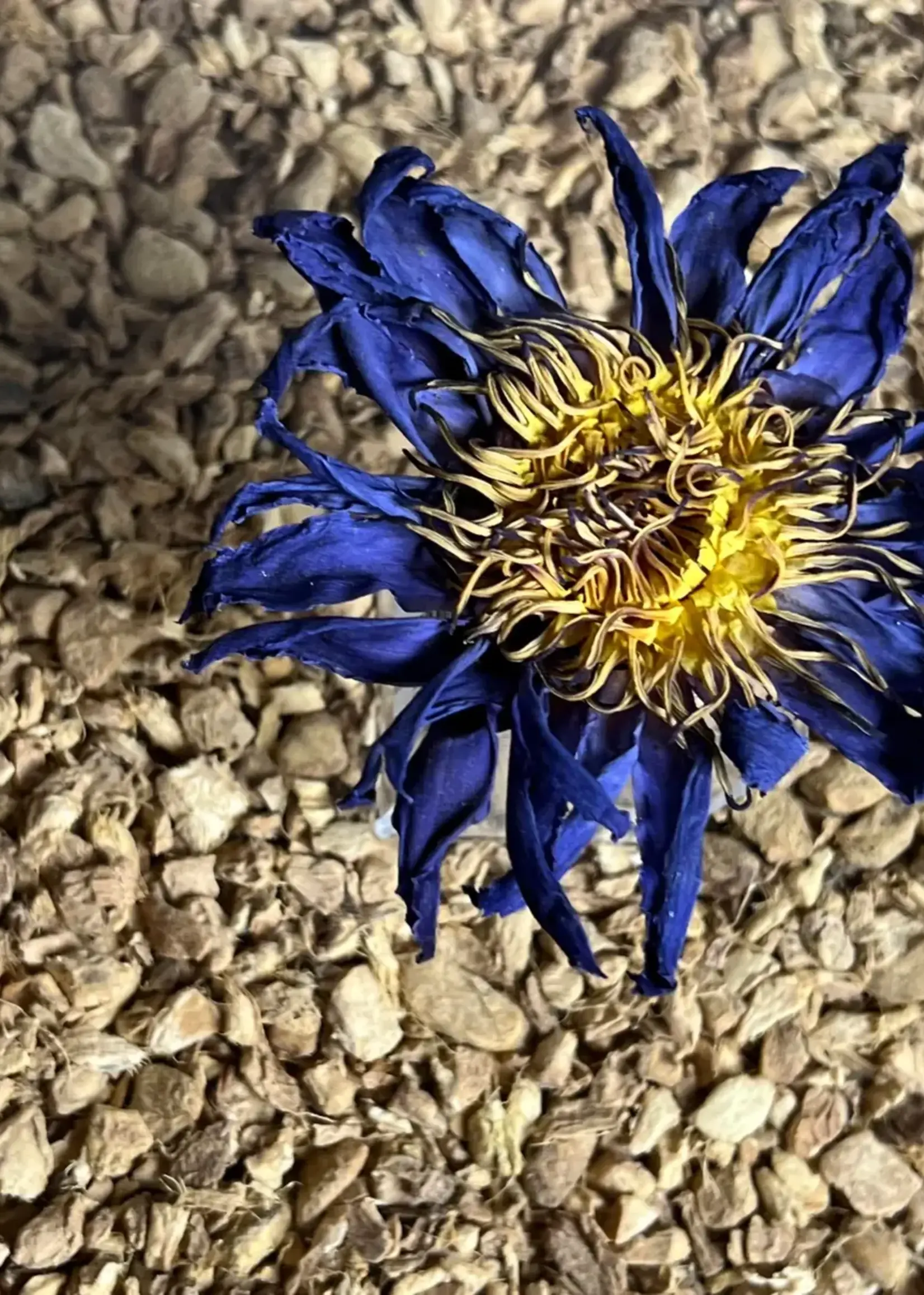 Elsewhere Whole Blue Lotus Flower 1.5oz