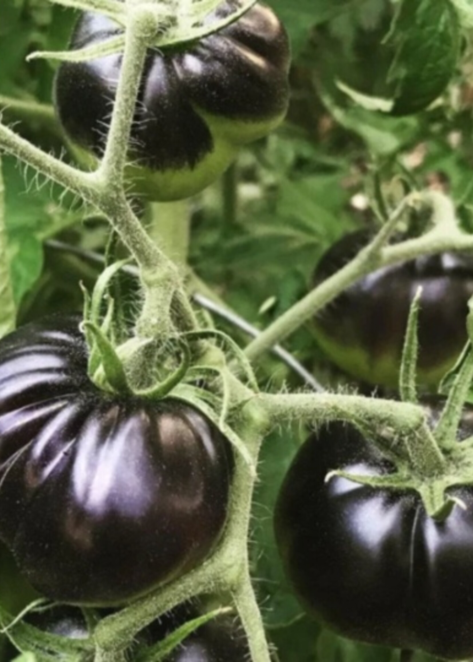 Black Beauty Tomato Tarot Garden Seeds