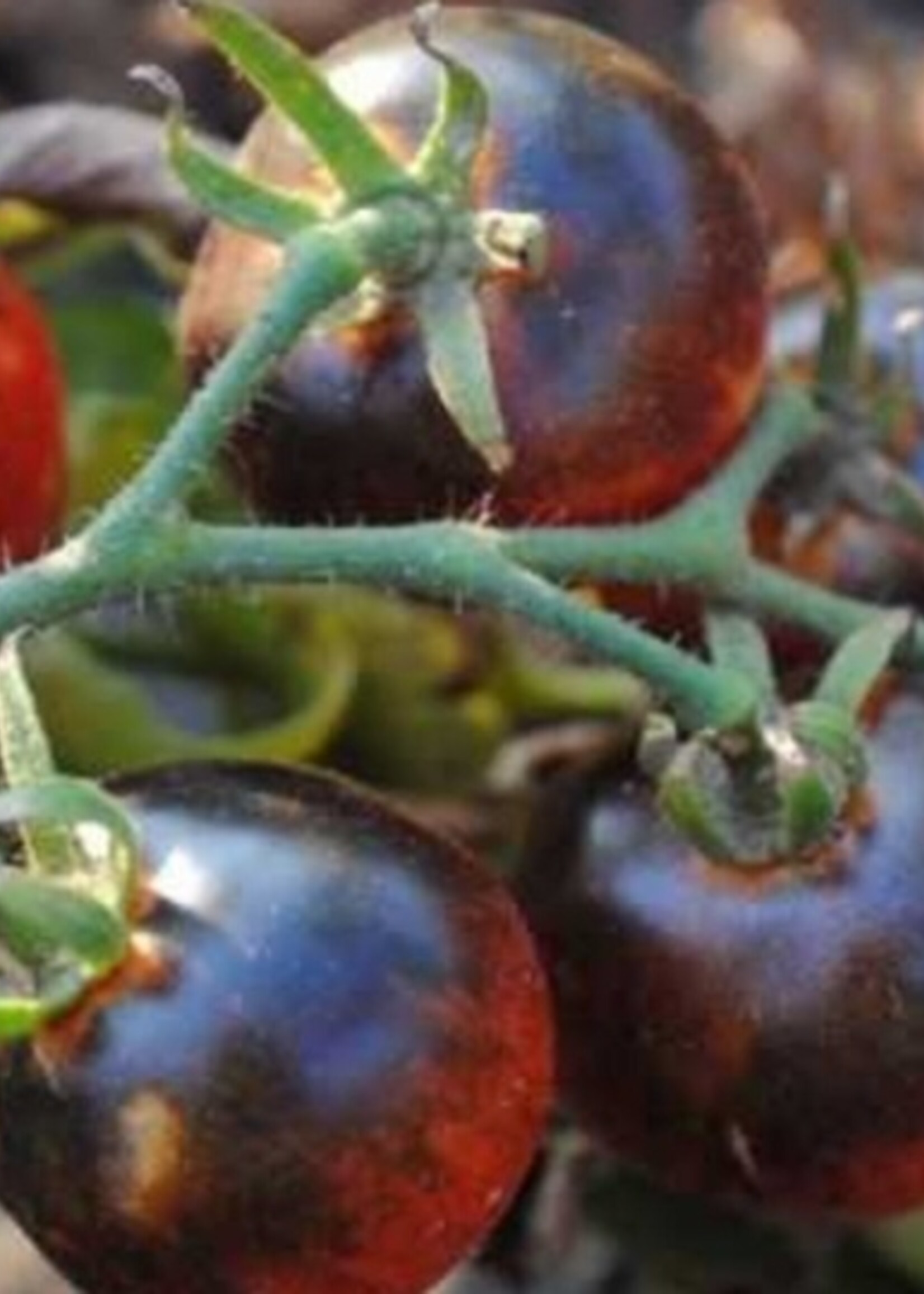 Blueberries  Cherry Tomato Tarot Garden Seeds