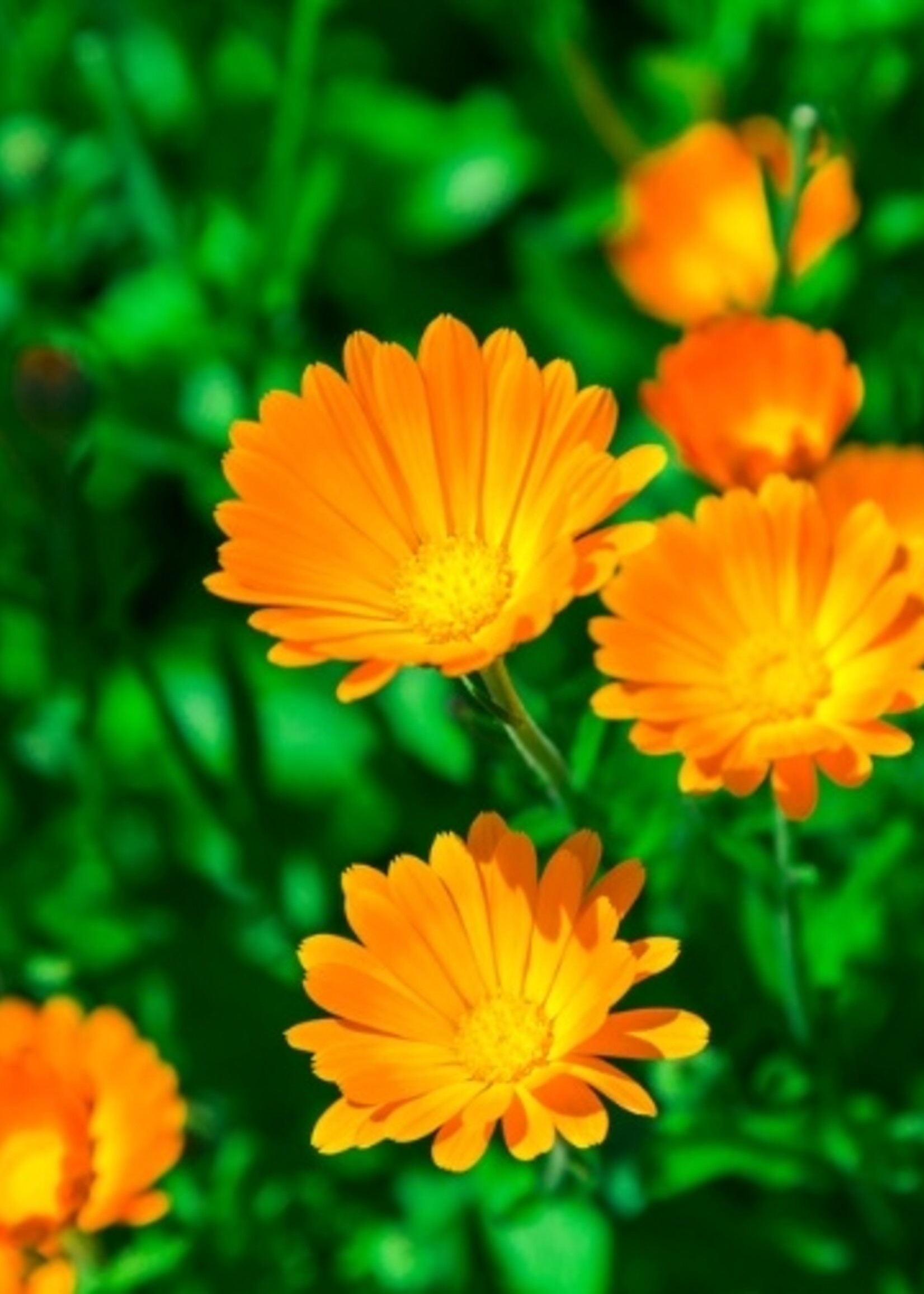Calendula Tarot Garden Seeds