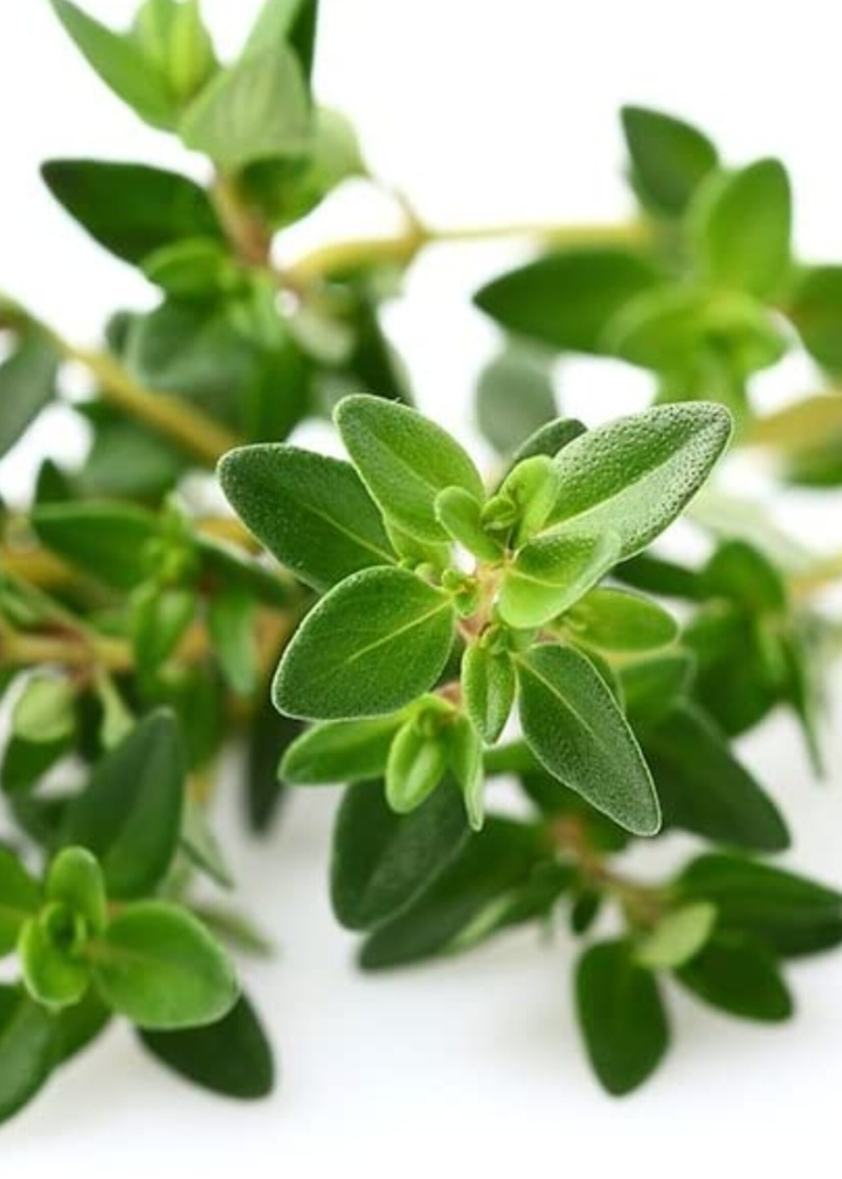 Garden Thyme Tarot Garden Seeds