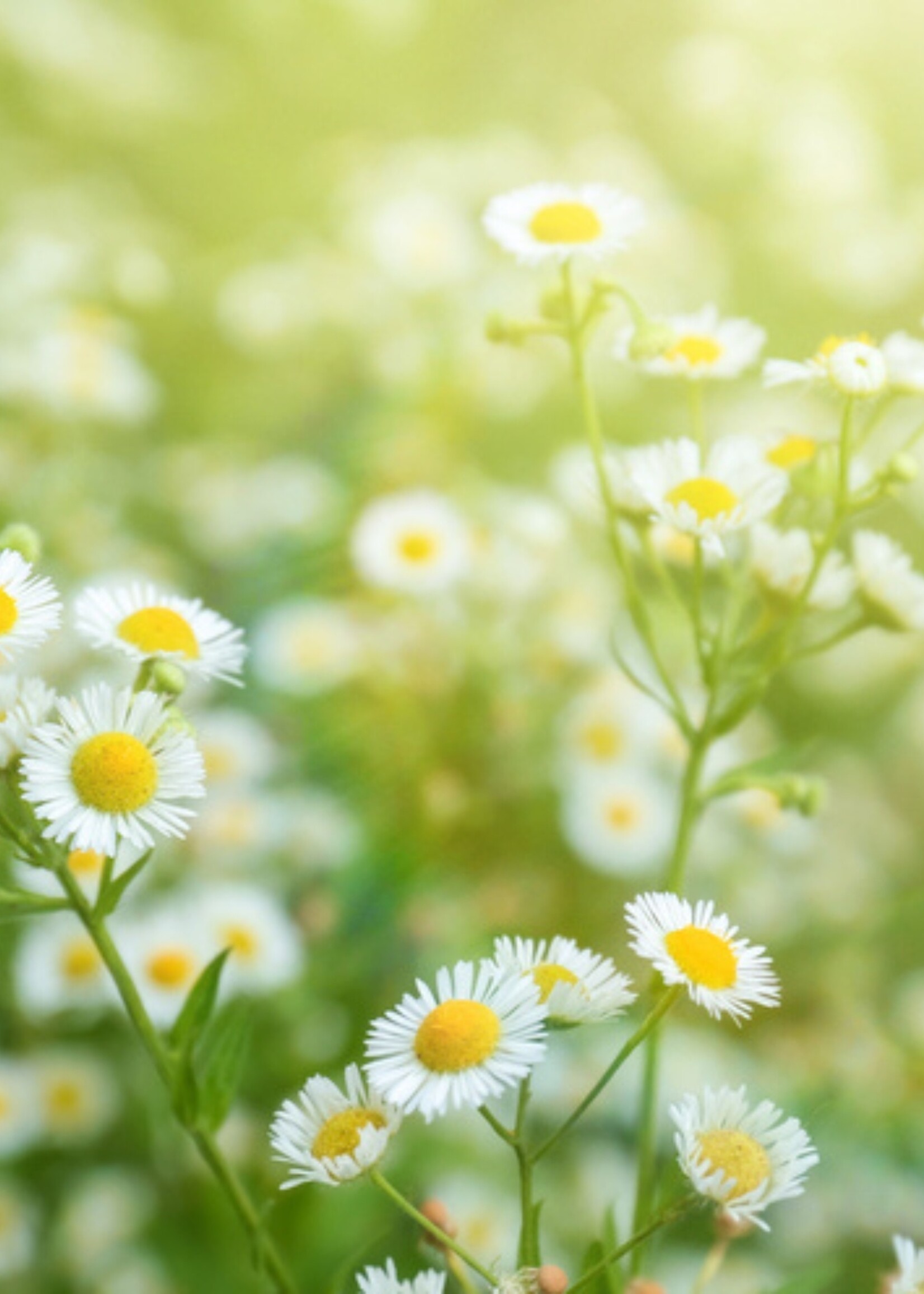 German  Chamomile Tarot Garden Seeds