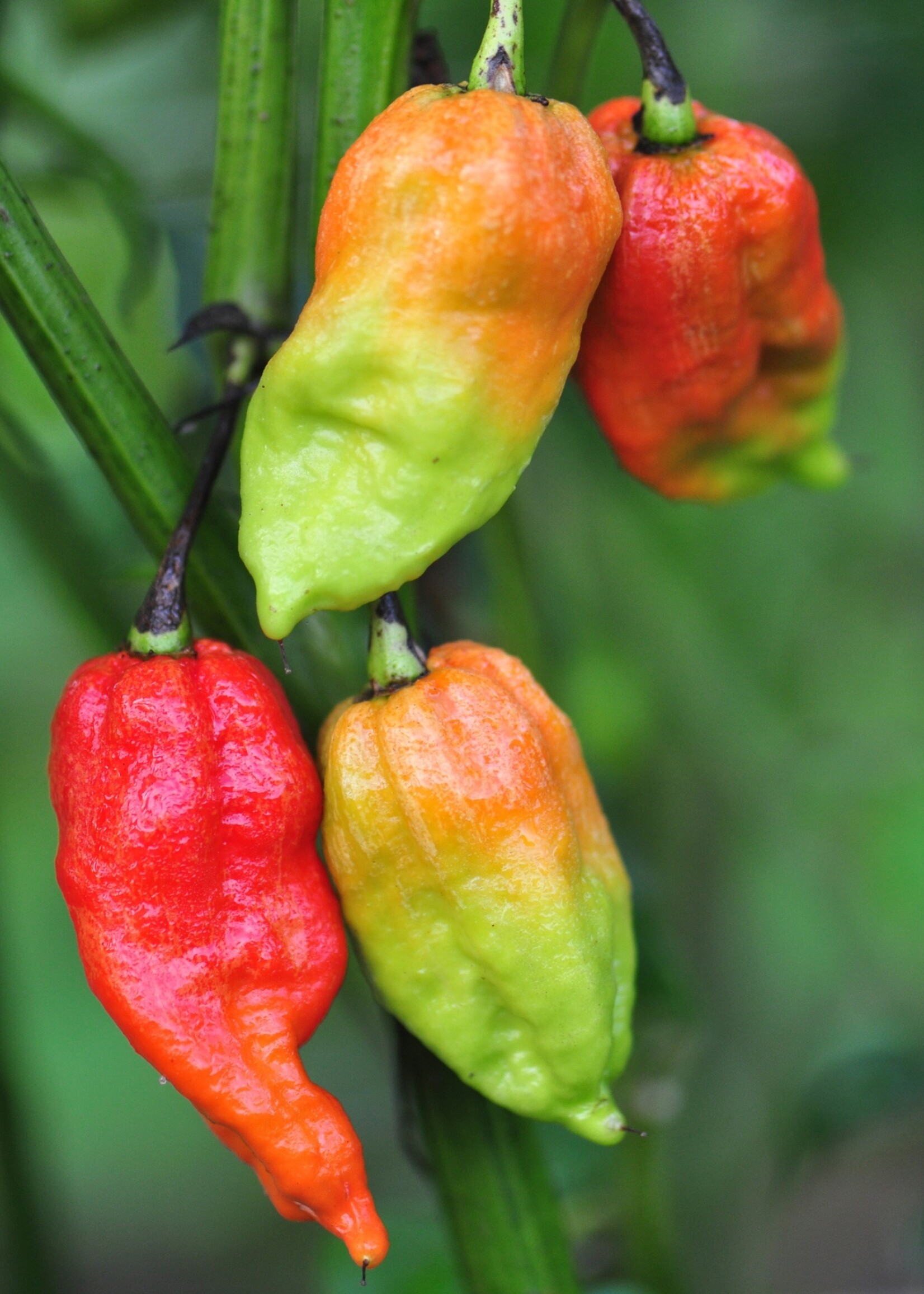 Ghost Pepper Tarot Garden Seeds