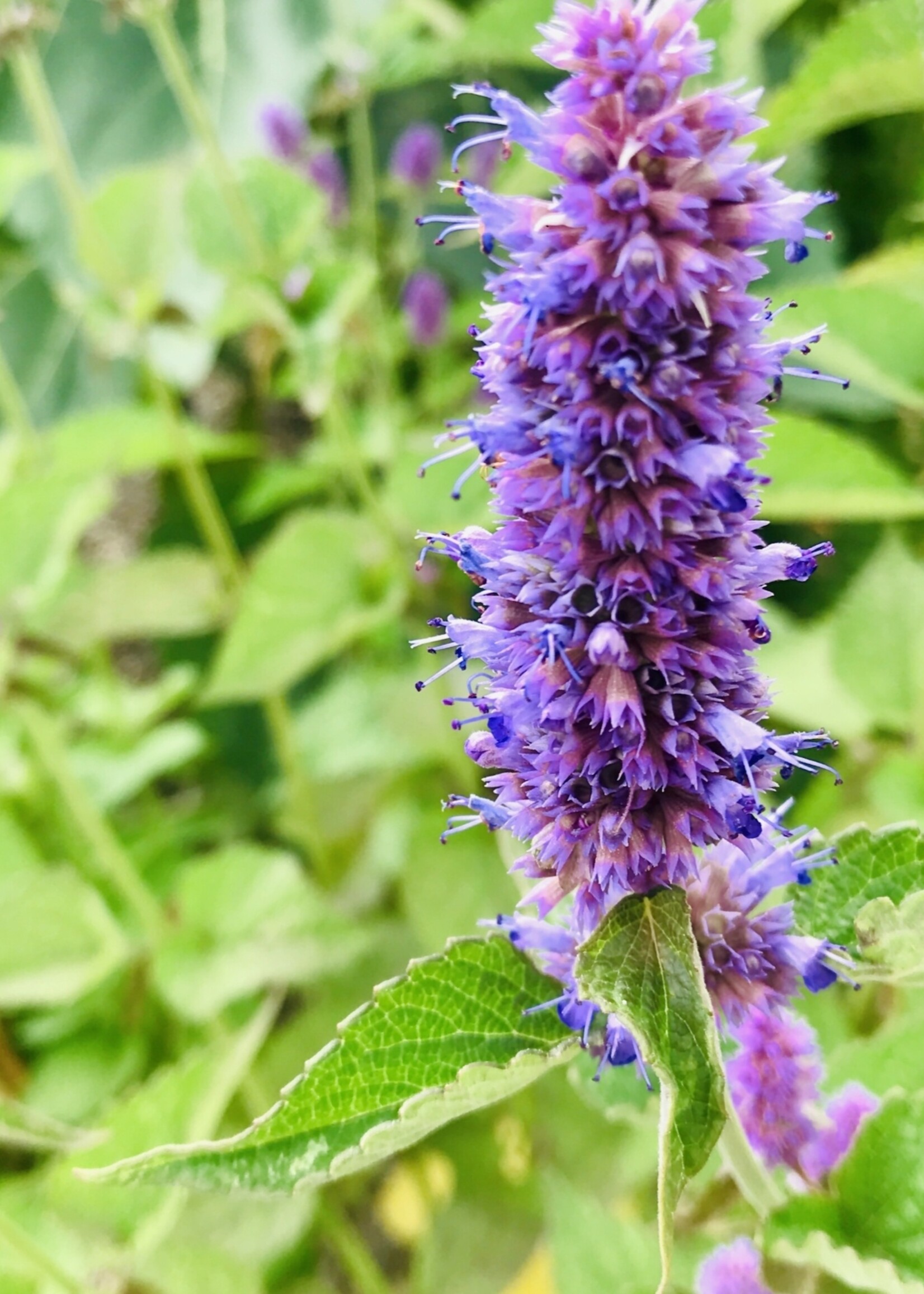 Lavender Lovers Tarot Garden Seeds