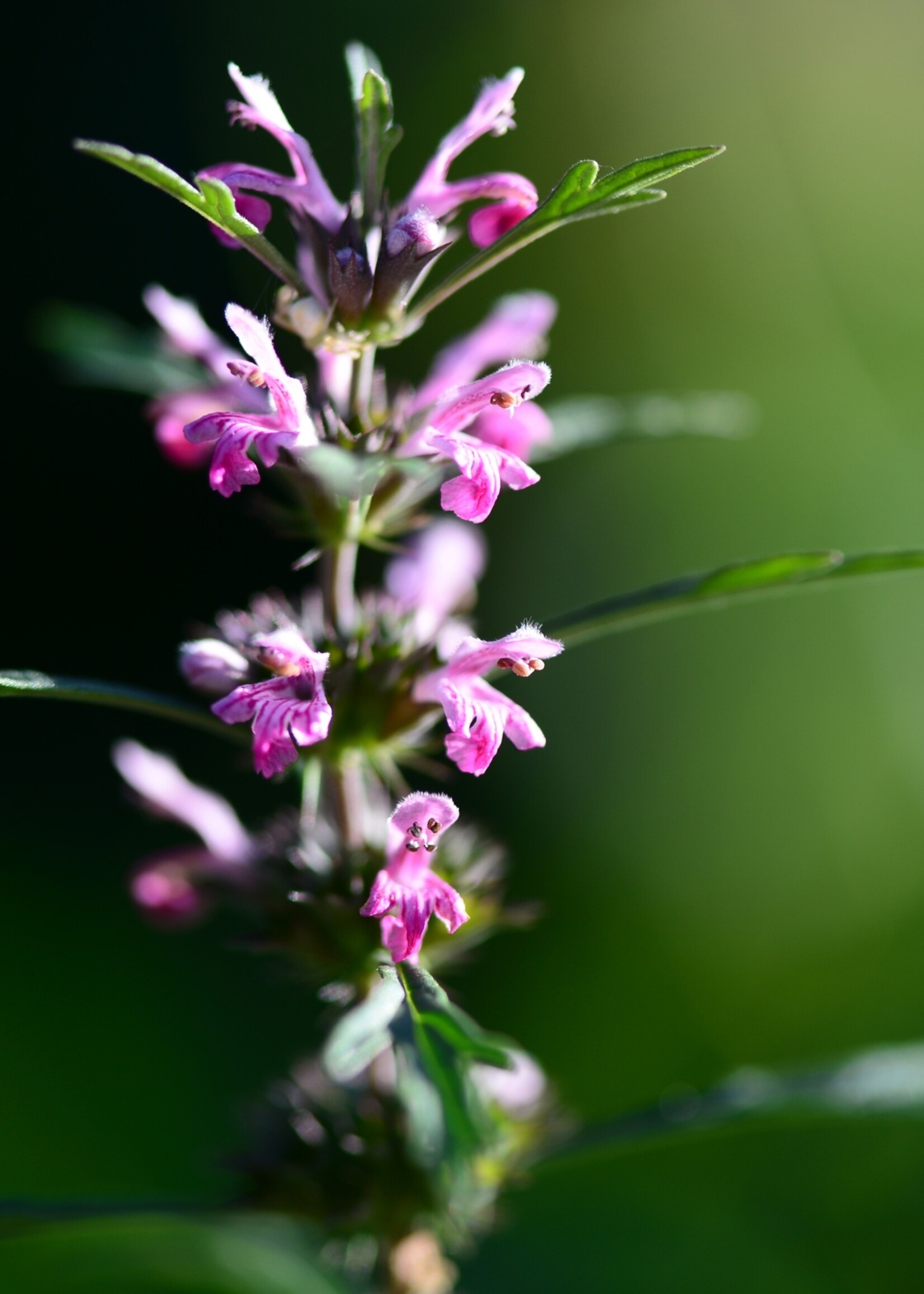 Motherwort Tarot Garden Seeds