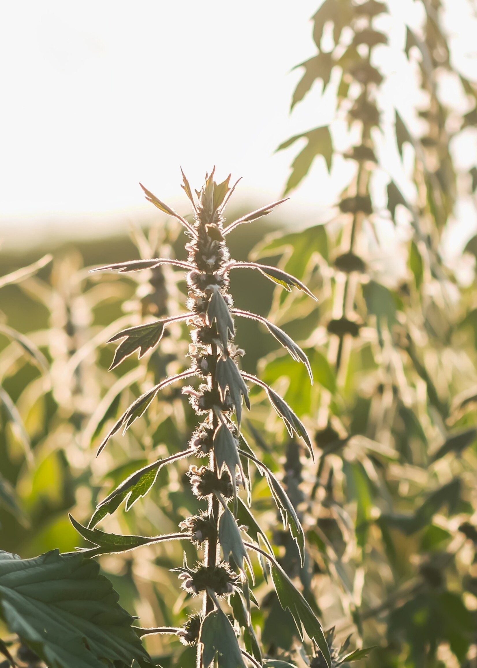 Motherwort Tarot Garden Seeds