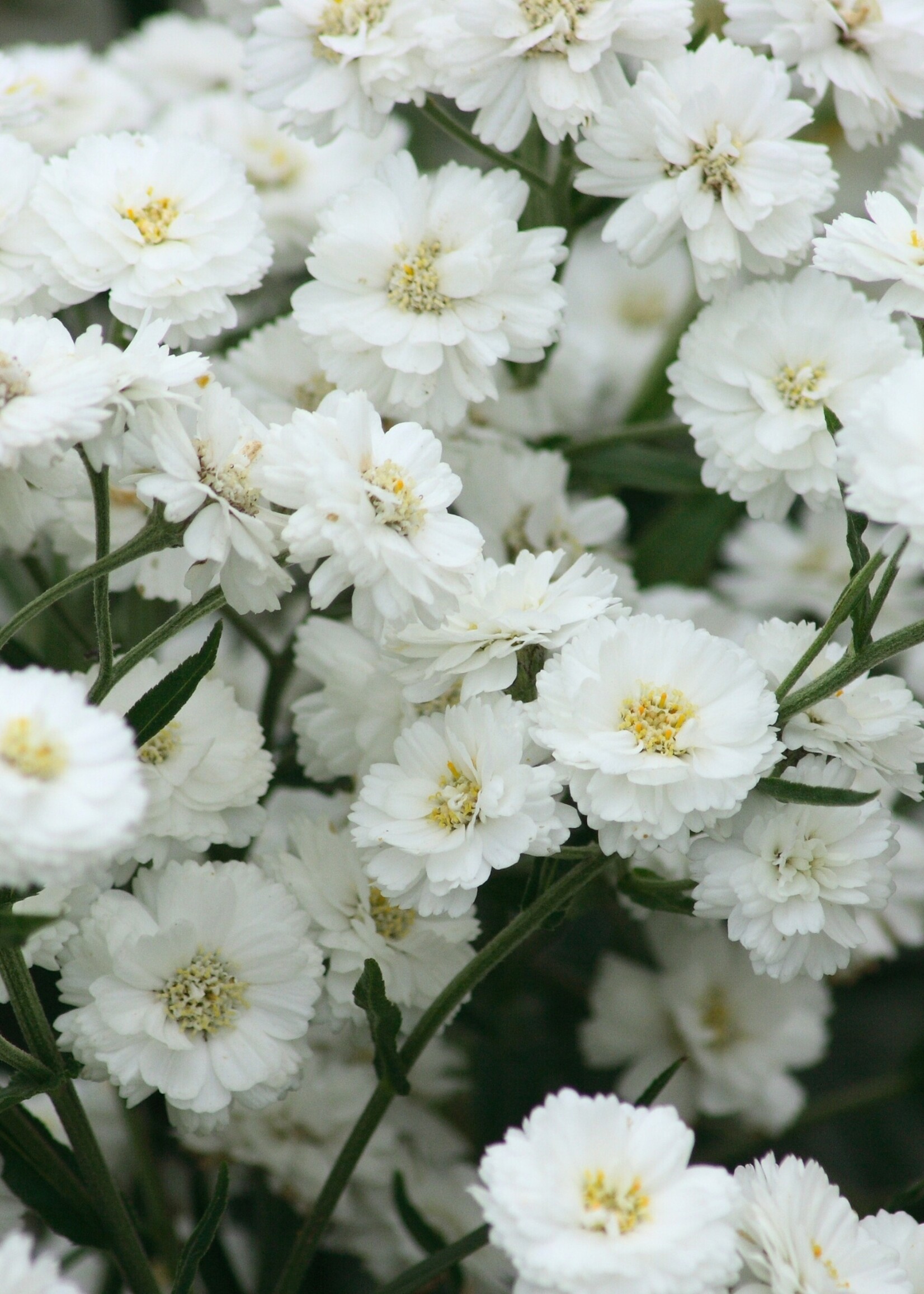 Pearl Yarrow Tarot Garden Seeds