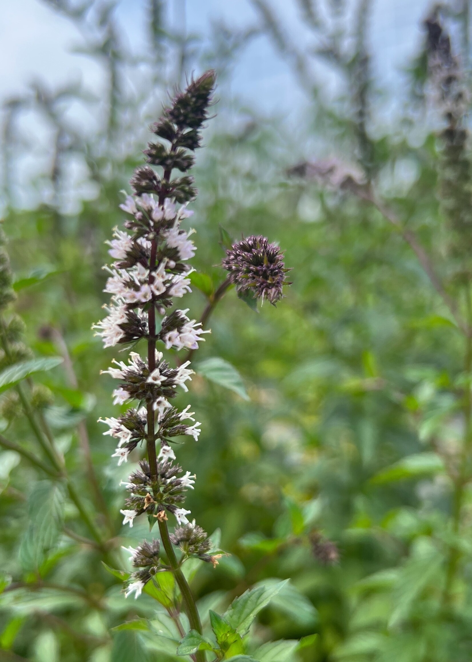 Peppermint Tarot Garden Seeds