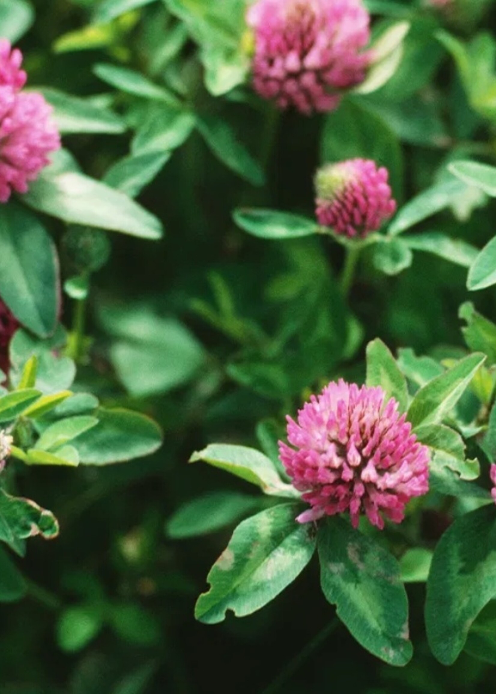 Purple Clover Tarot Garden Seeds