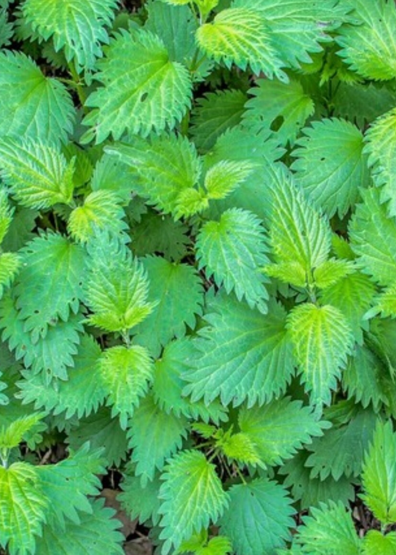 Stinging Nettle Tarot Garden Seeds