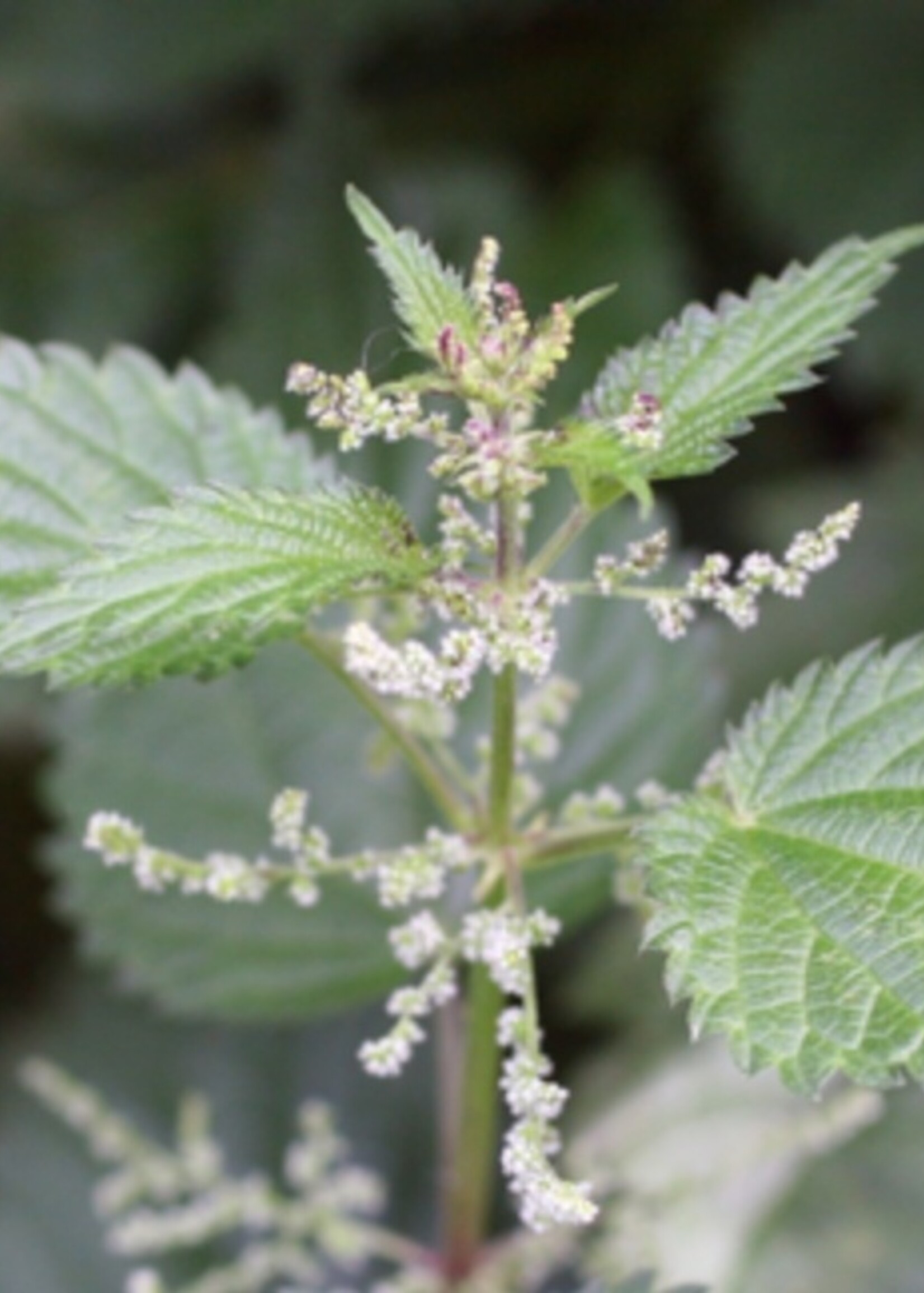 Stinging Nettle Tarot Garden Seeds