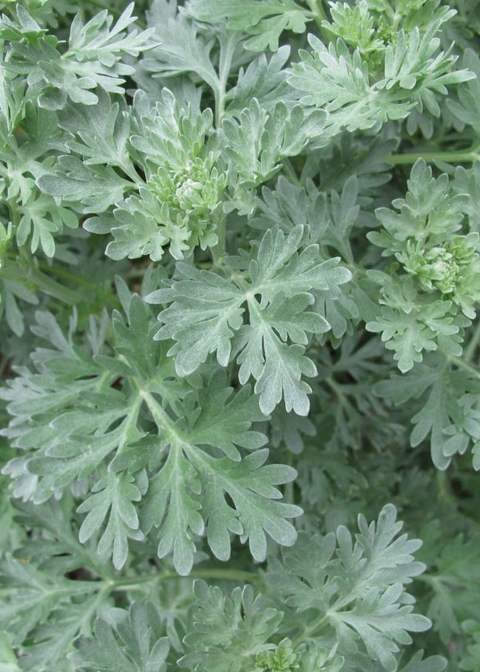 Mugwort Tarot Garden Seeds