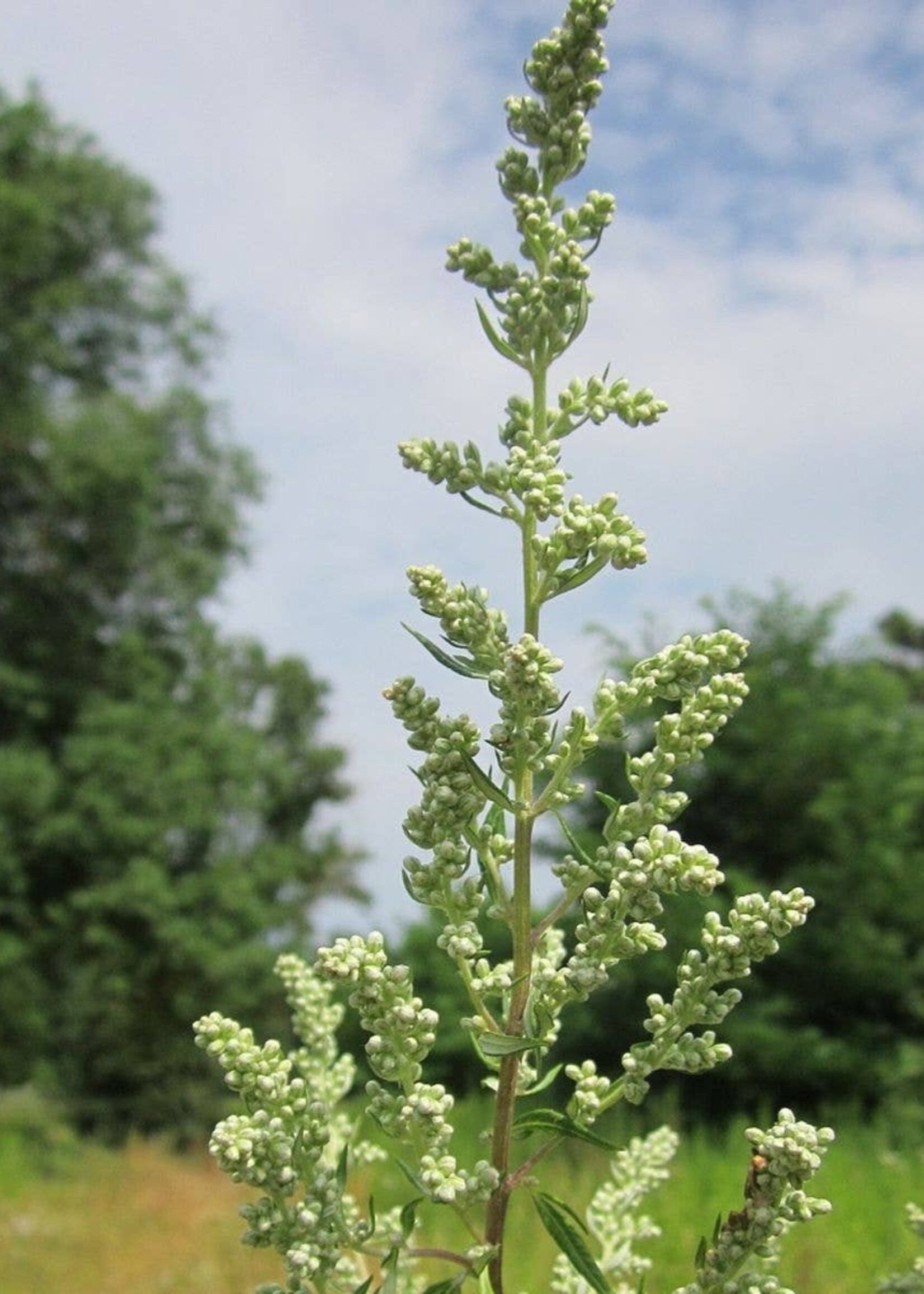 Mugwort Tarot Garden Seeds