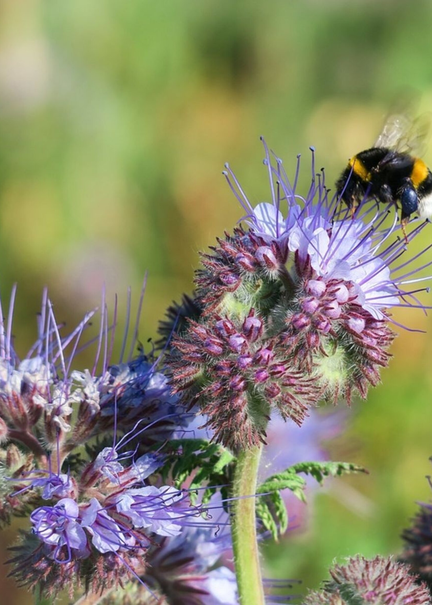 Empress Bee Tarot Garden Seeds