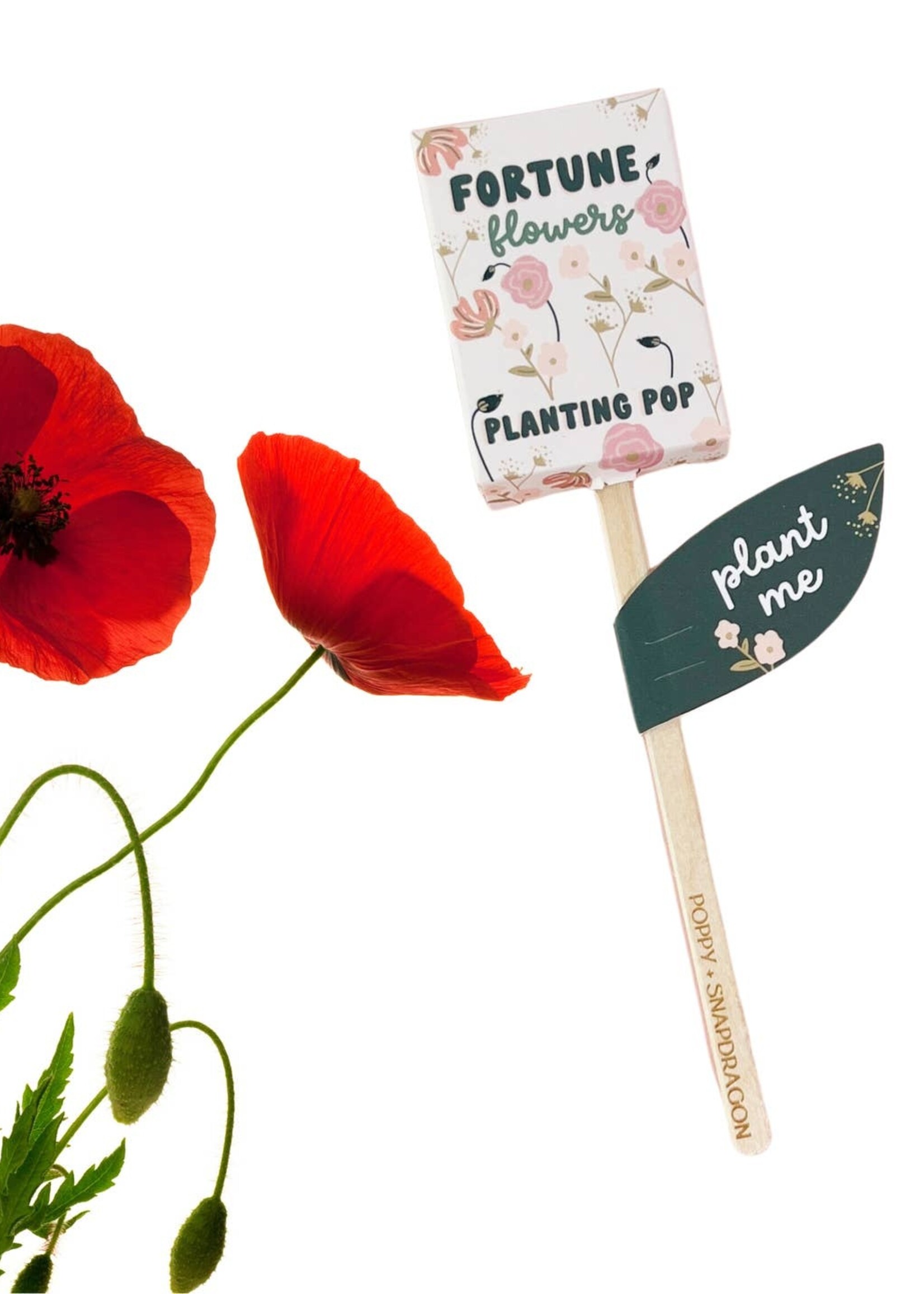 Poppy + Snapdragon Planting Pop