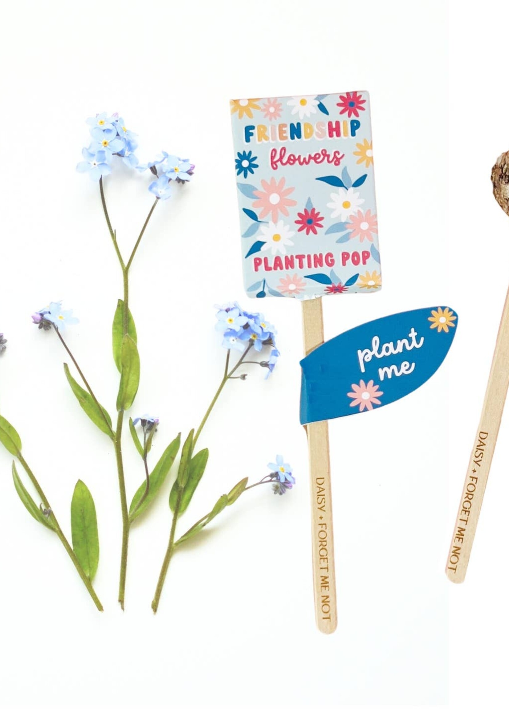 Daisy + Forget Me Nots Planting Pop