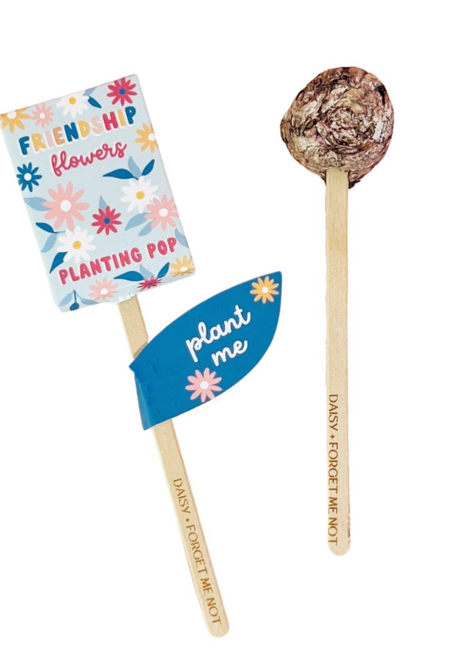 Daisy + Forget Me Nots Planting Pop