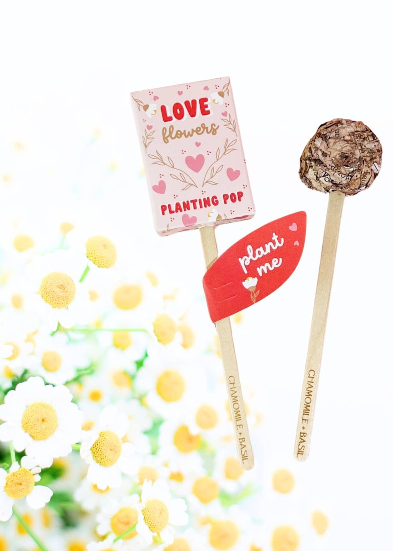 Chamomile + Basil Planting Pop