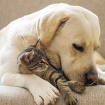 Animal care