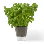 RICARDO Pot à fines herbes