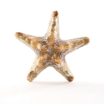 C&F Home Beaded Foil Starfish Ornament