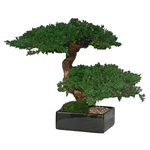 Forever Green Art Preserved Monterey Bonsai