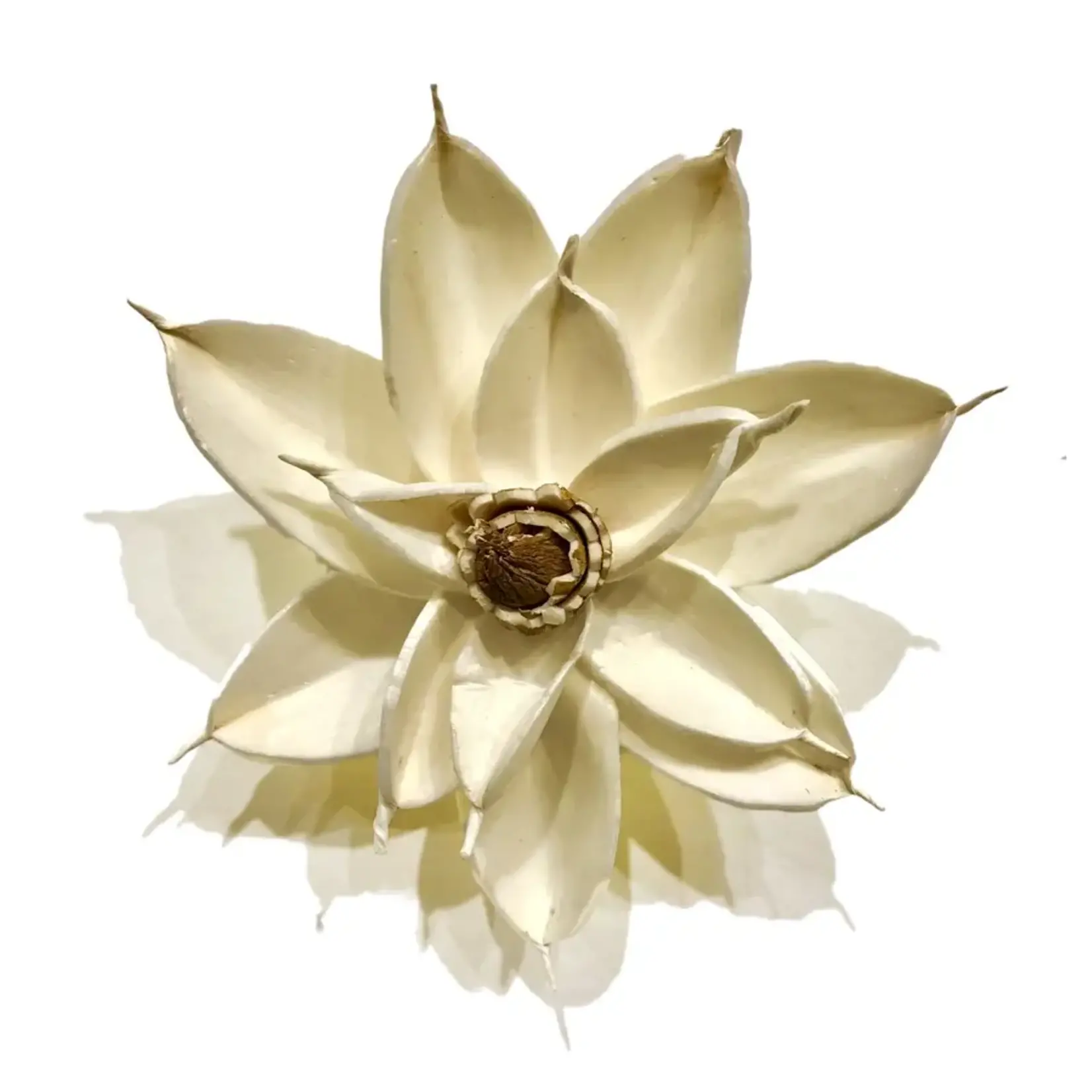 Wilco Home Magnolia Flower Magnet 4" White