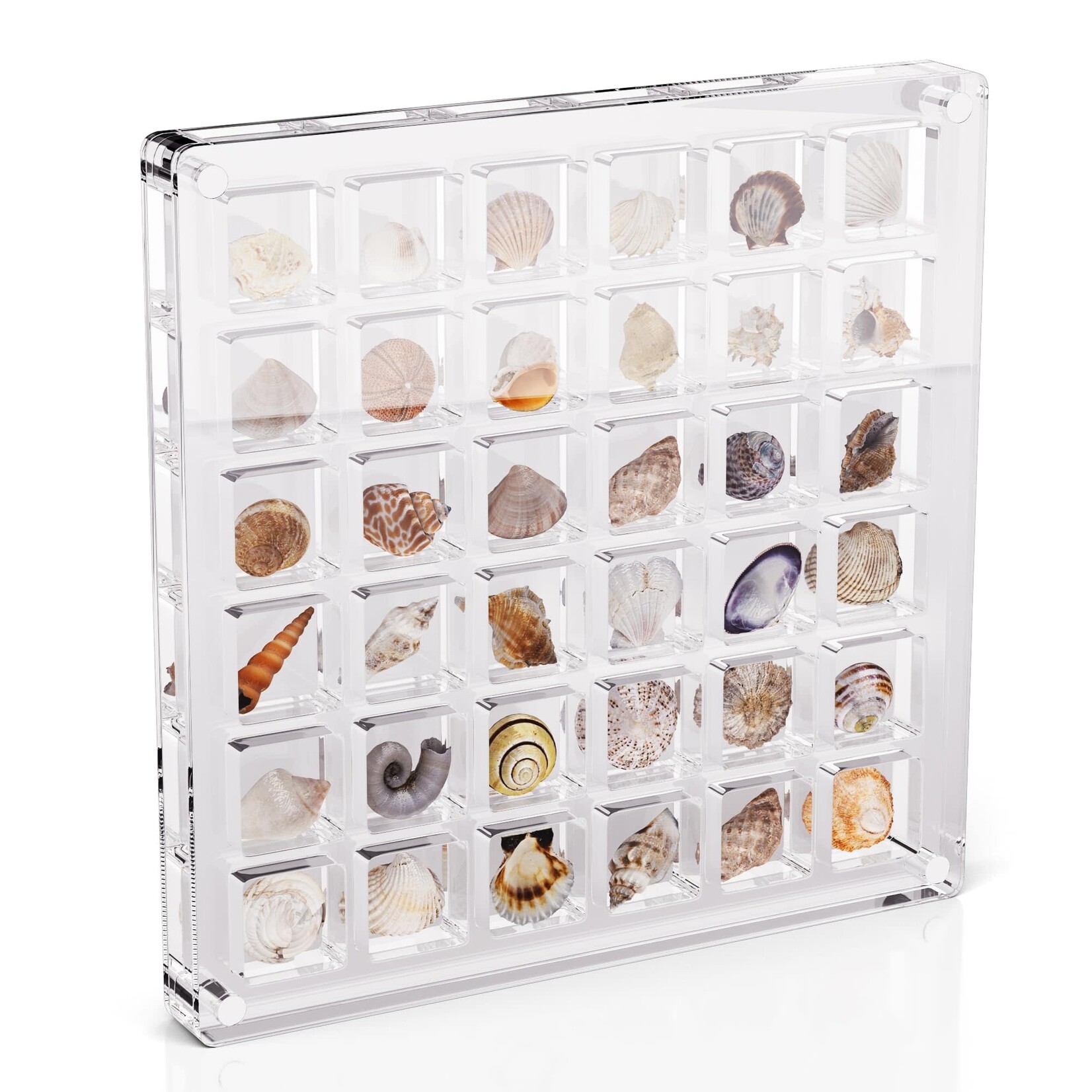 Prim In Proper Shell Jewelry Acrylic Display Box 6x6 36 Grid