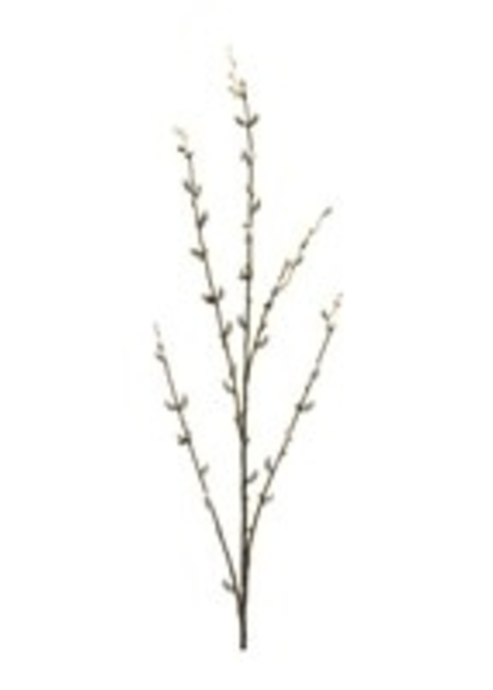 Melrose Pussy Willow 46"