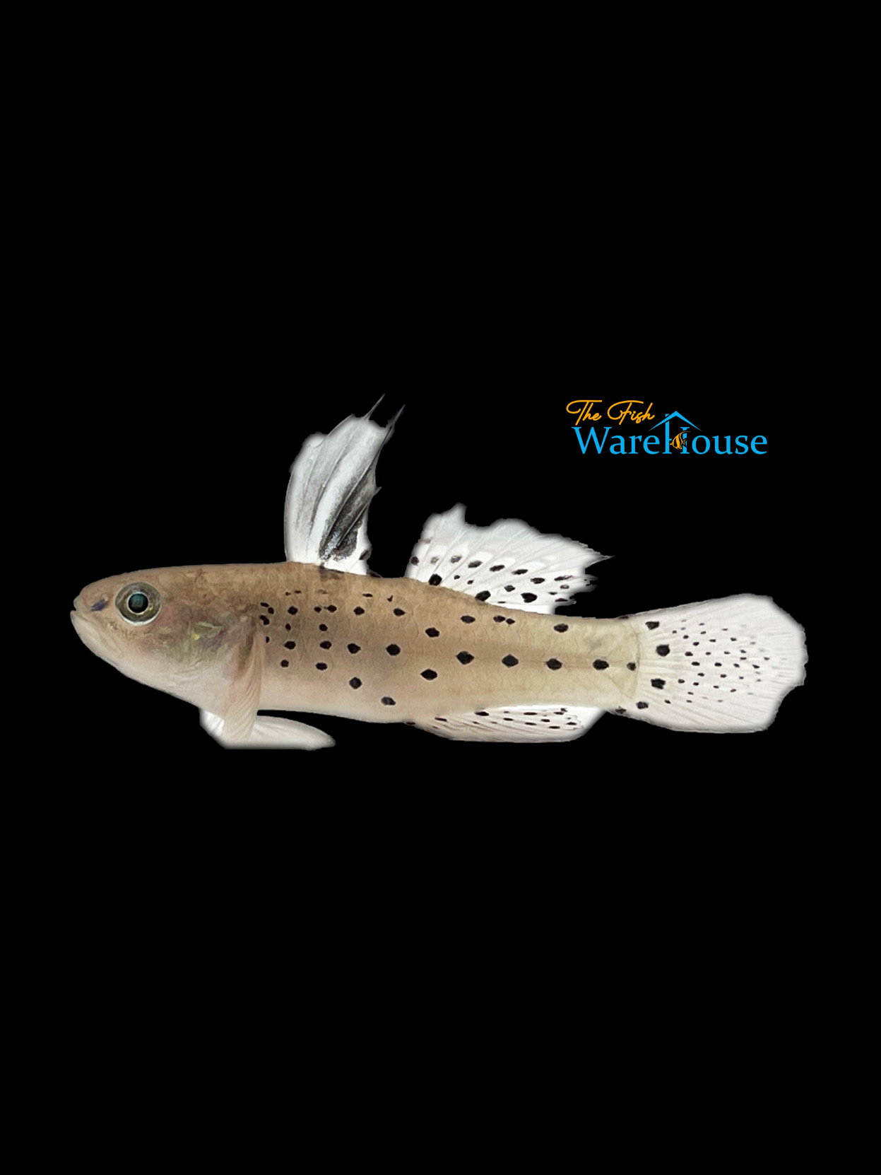 Knight Goby (Stigmatogobius sadanundio) The Fish Warehouse