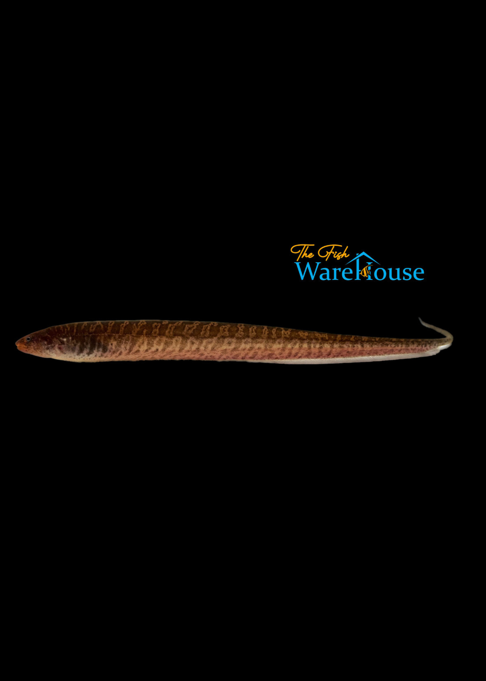 Banded Knifefish (Gymnotus carapo)