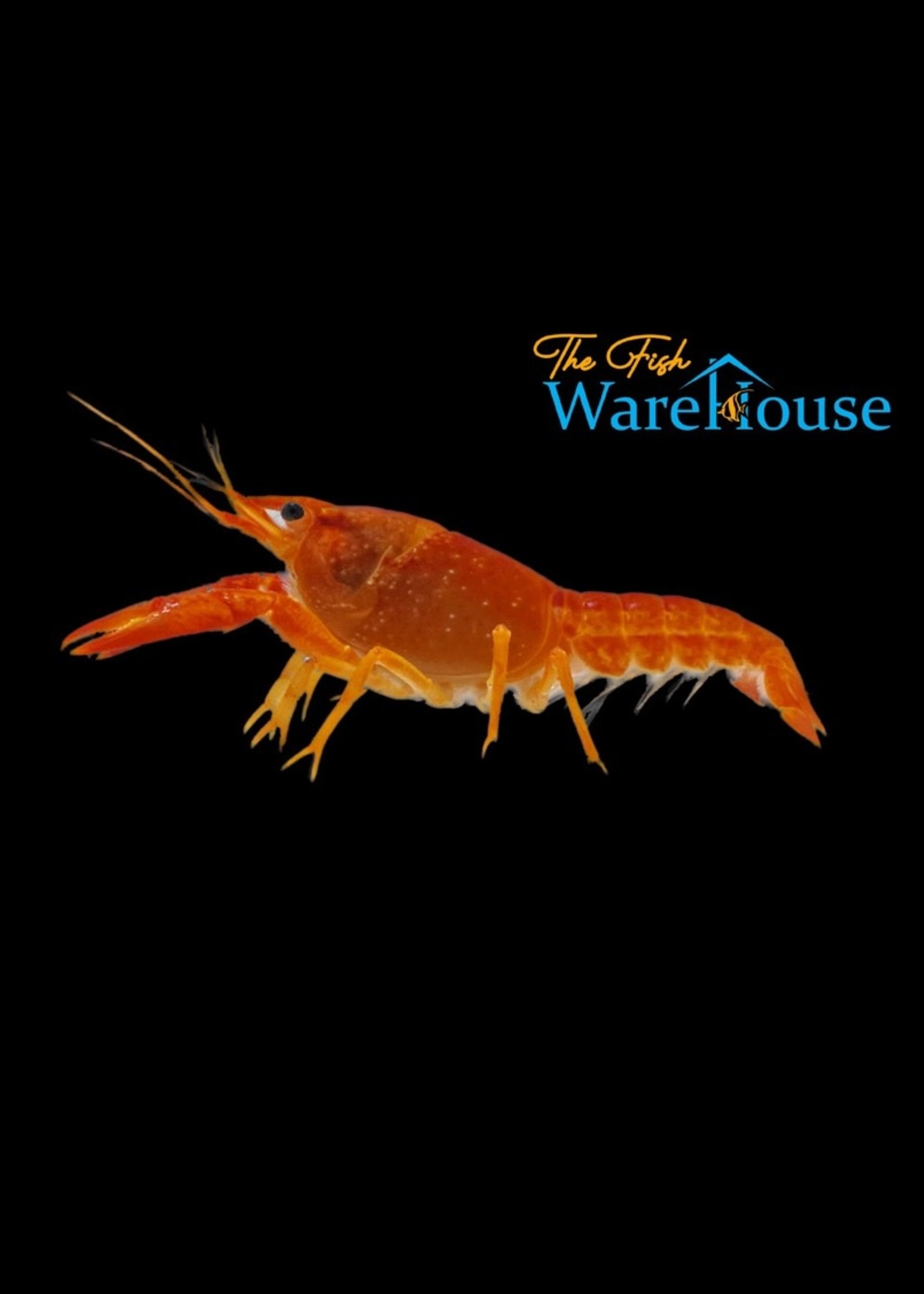 Tangerine Lobster (Procambarus alleni) The Fish Warehouse