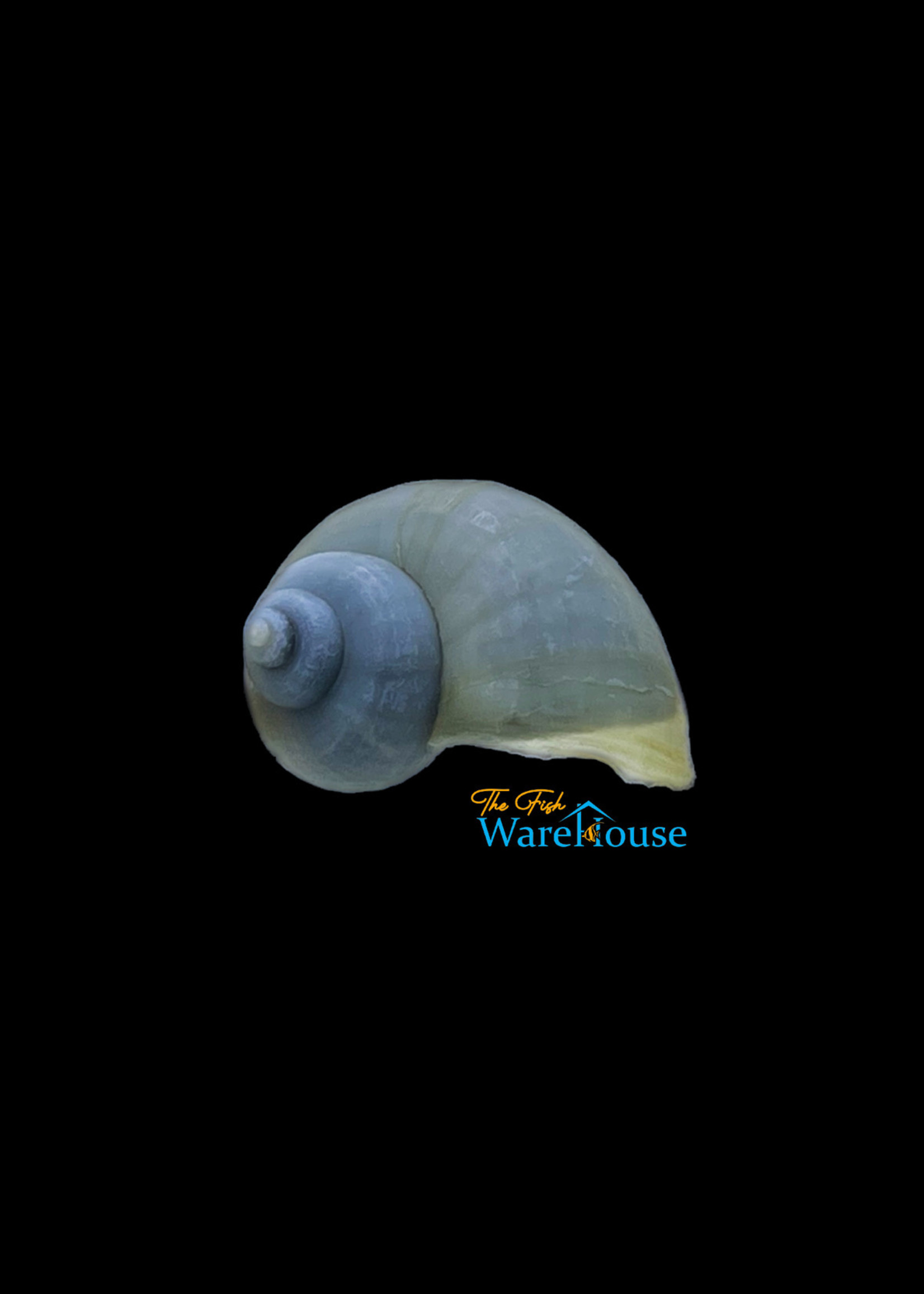 Blue Mystery Snail (Pomacea bridgesii)