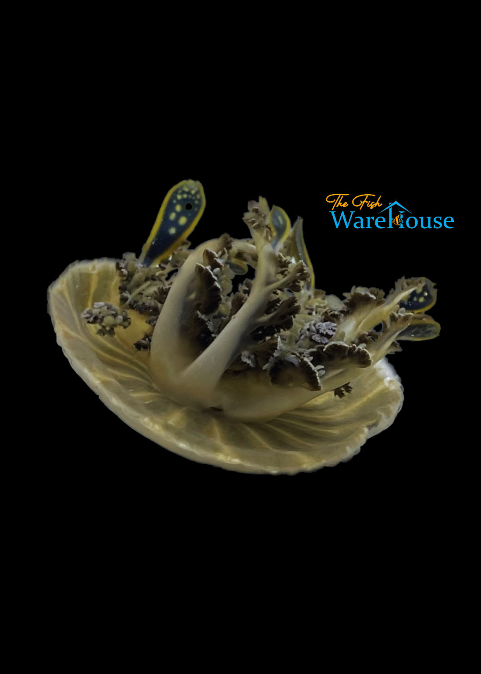 Upside Down Jellyfish (Cassiopea xamachana)