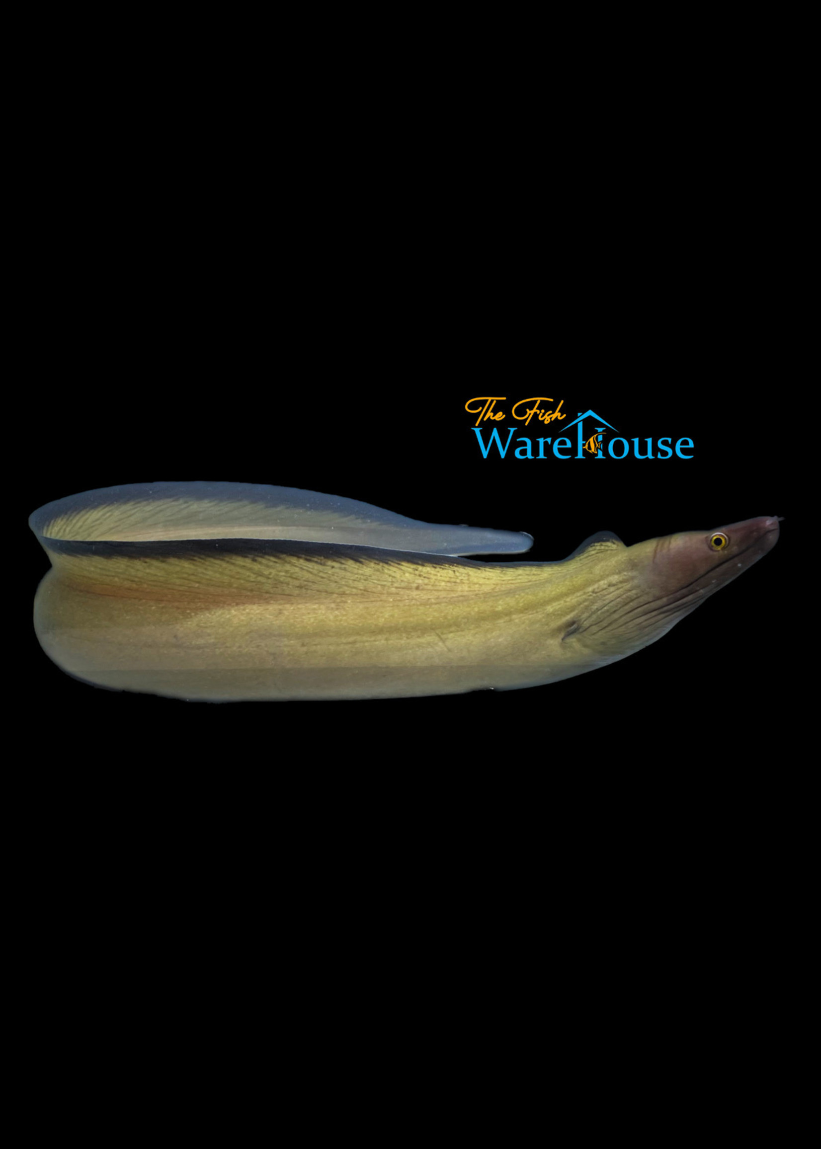 Purple Mouth Moray Eel (Gymnothorax vicinus)