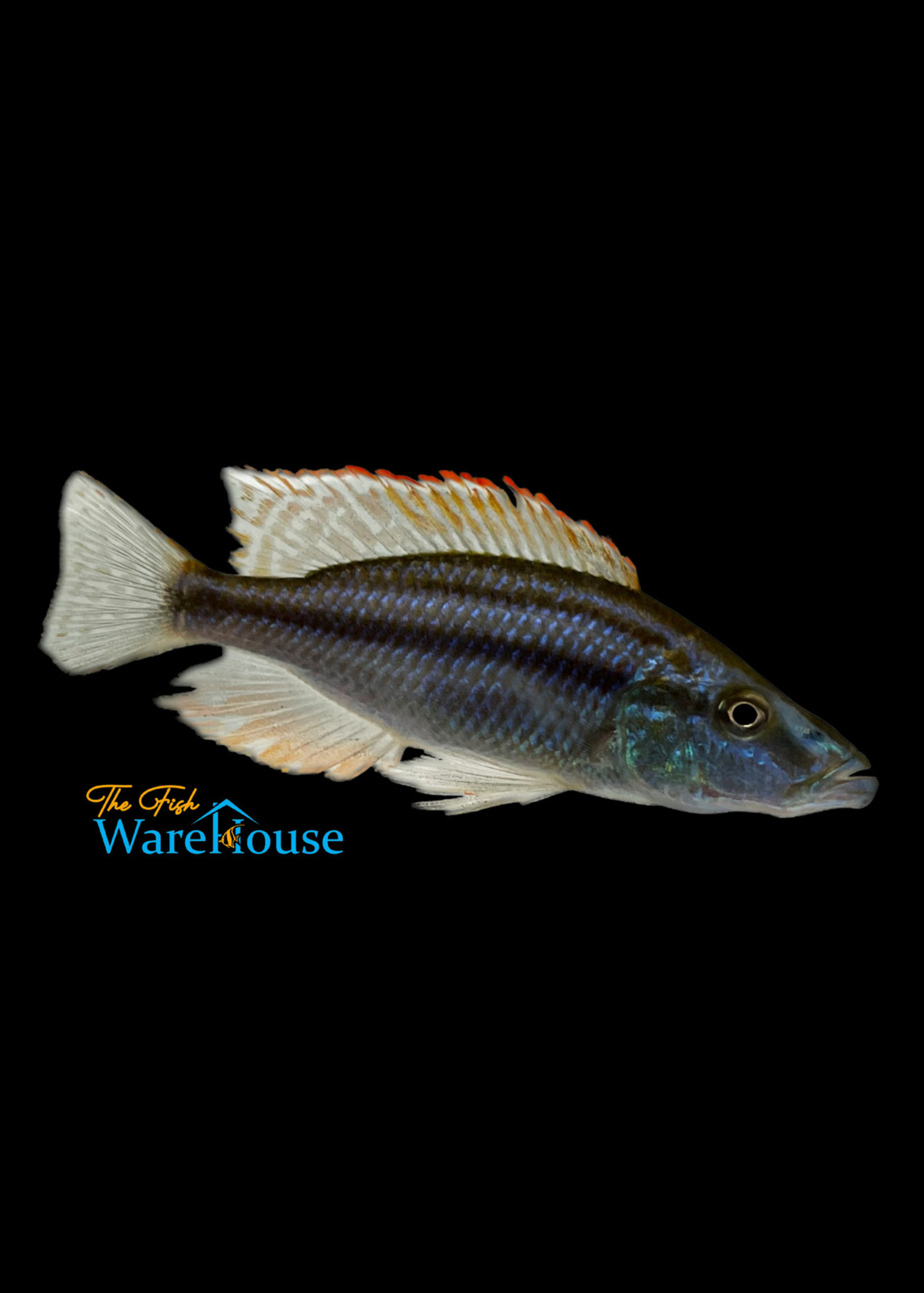 Assorted Hap (Haplochromis sp.)