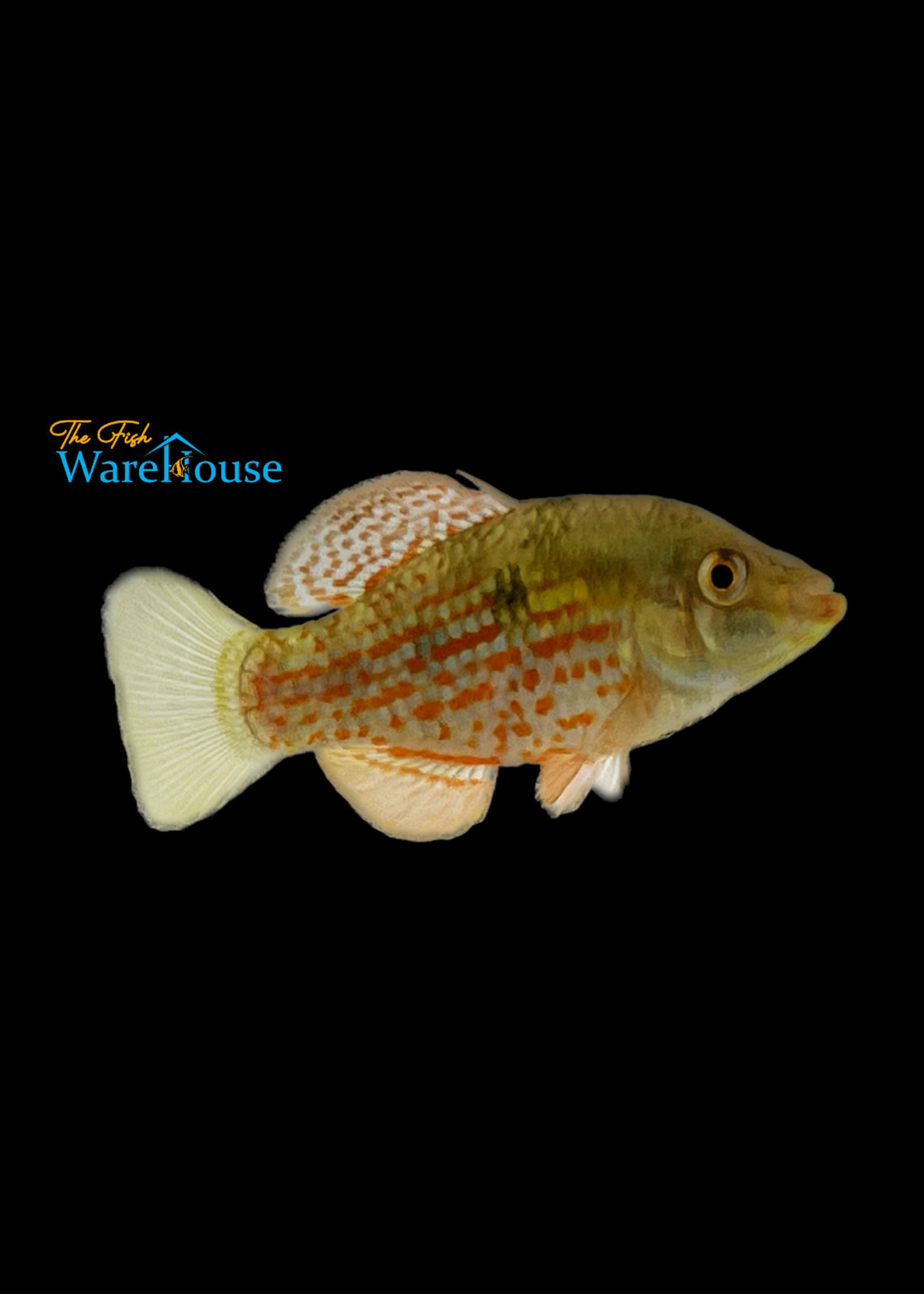American Flagfish (Jordanella floridae)