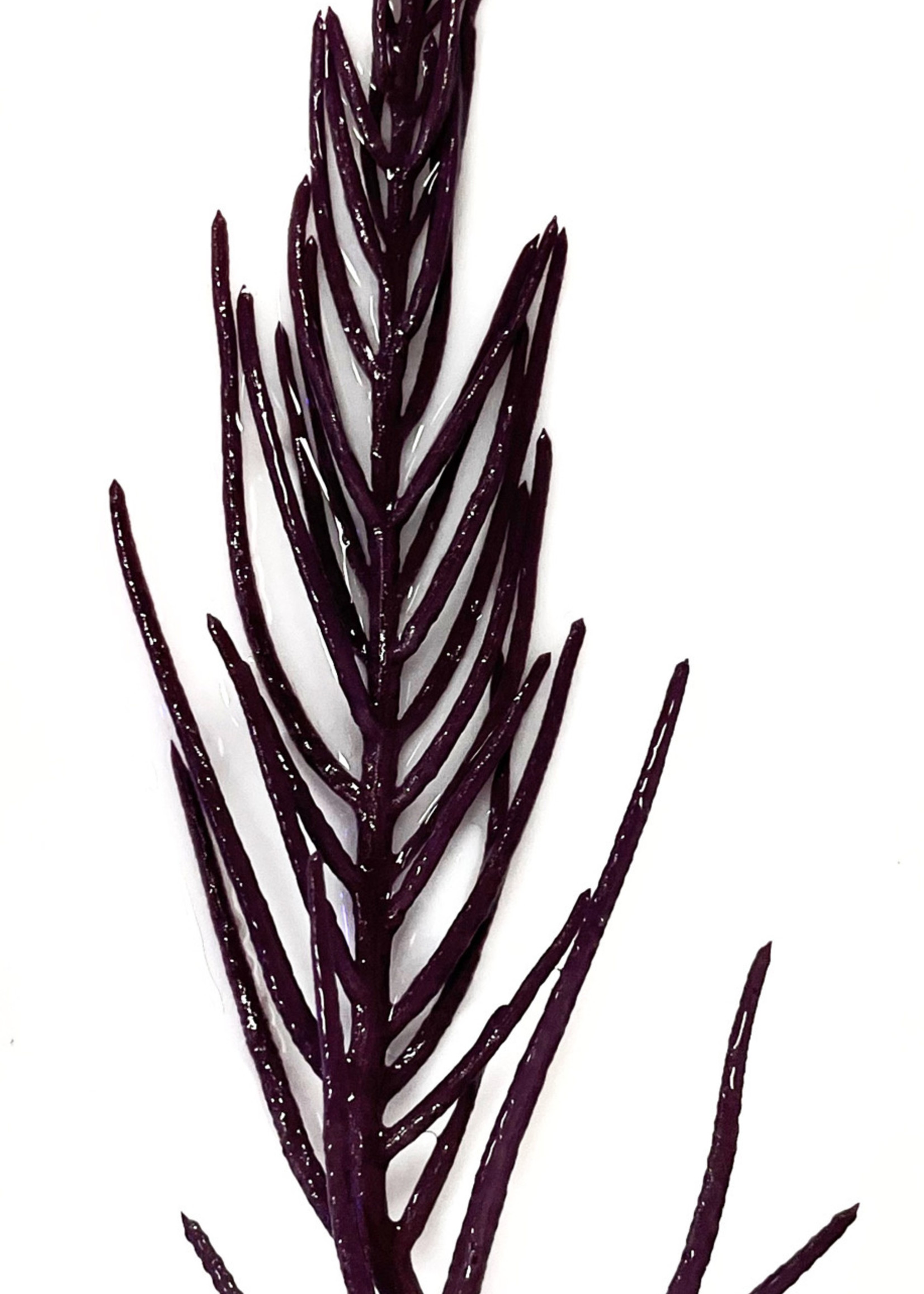 Assorted Photosynthetic Gorgonian (Gorgonidea sp.)