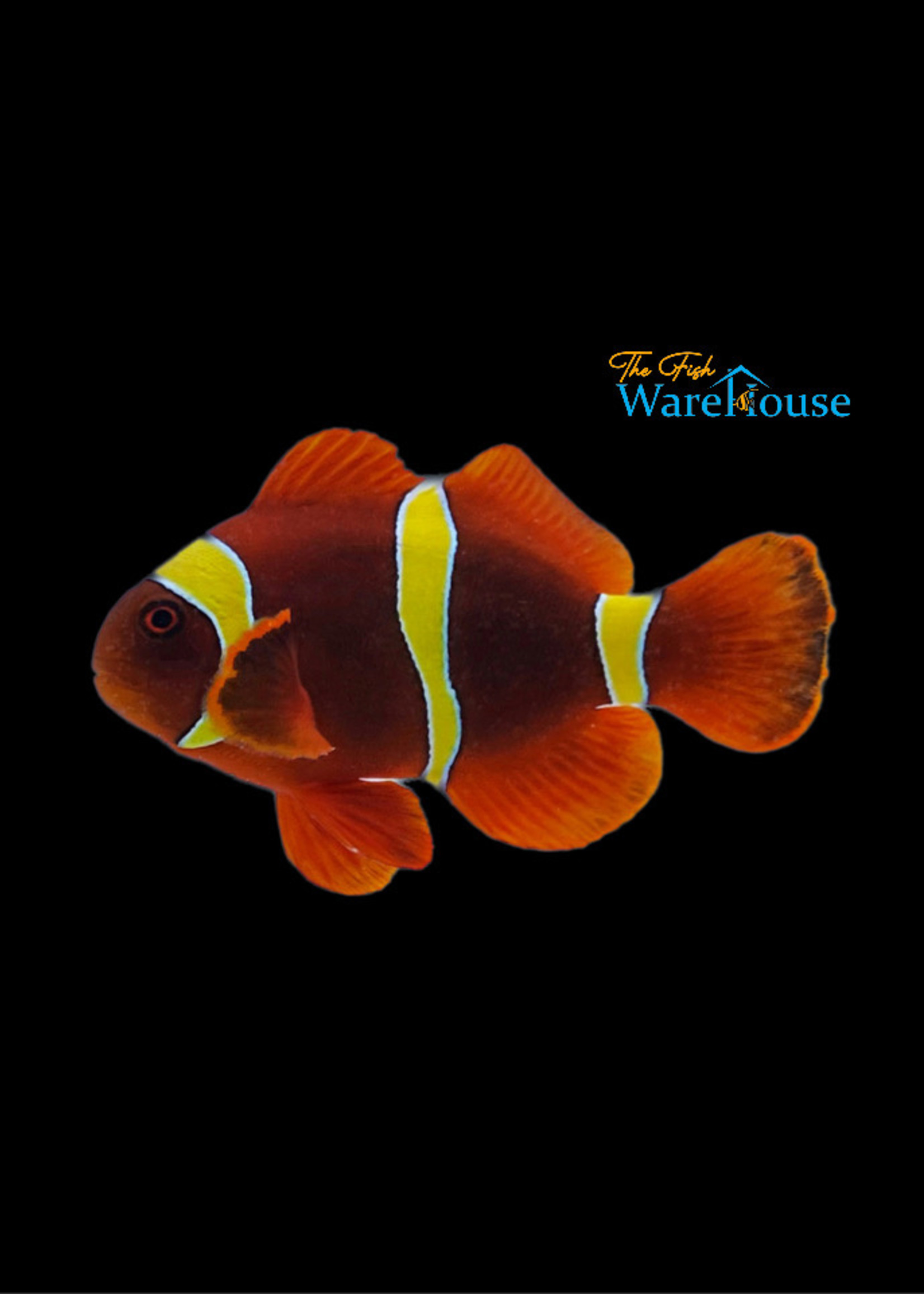 Gold Stripe Maroon Clownfish - Wild (Premnas epigramma)