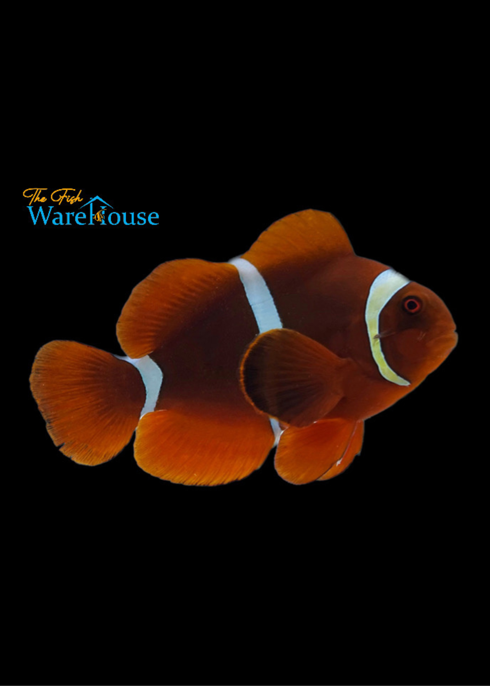 Gold Stripe Maroon Clownfish - Wild (Premnas epigramma)